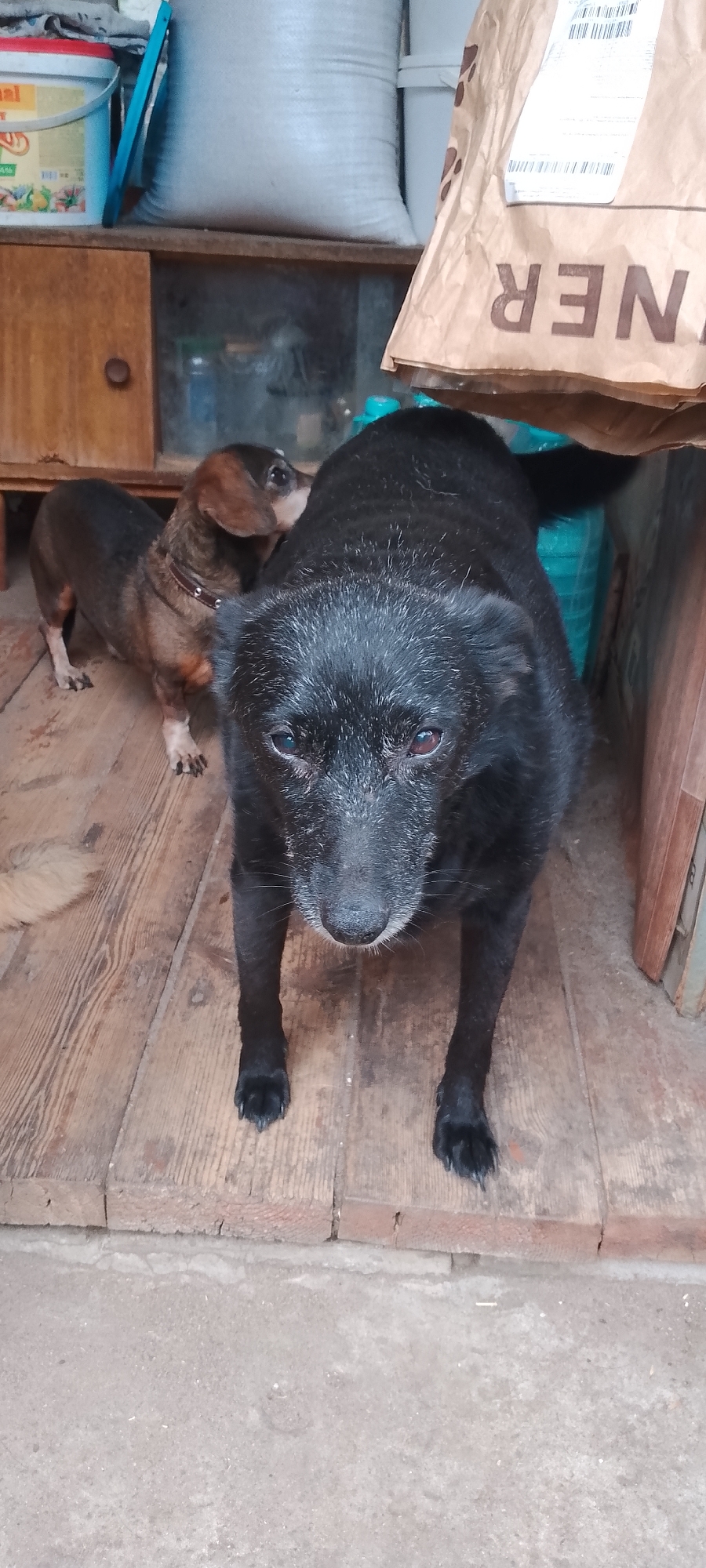 The image shows two dogs on a wooden floor, likely indoors in Belgorod, Russia. The larger dog, a black mixed breed, is in the foreground, looking directly at the camera. Its fur appears slightly wet or matted around its face, and its eyes have a reddish hue. The smaller dog, a brown dachshund, stands to the left and slightly behind the black dog, looking to the left. Behind the dogs, there is a wooden cabinet with a glass door revealing shelves with various items, possibly jars. Further in the background, large white and beige bags are visible, along with part of a brown paper bag with text and paw prints. The floorboards are weathered and worn. The overall impression is of a humble, domestic setting.