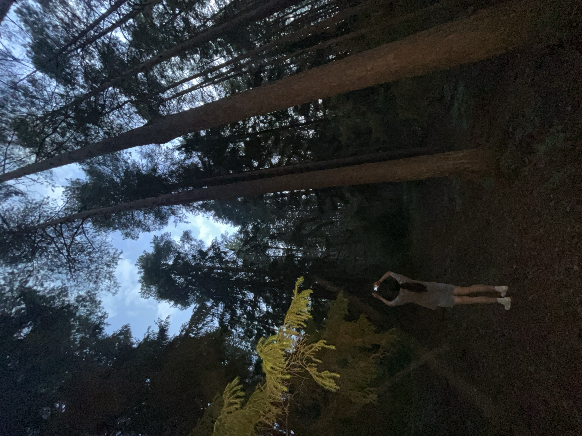 The image depicts a person standing in a forest, holding a phone up to take a picture. The person is seen from behind, wearing a light-colored hooded jacket, denim shorts, and white sneakers. Their long, dark hair is visible. The forest is characterized by tall, slender pine trees with dark bark, and the ground is covered in pine needles and some grass. The sky above is visible through the canopy, with patches of clouds and a twilight or evening light. A branch with yellow-green foliage hangs from the left side of the frame. The location is identified as being in the city of Камское, Russia.