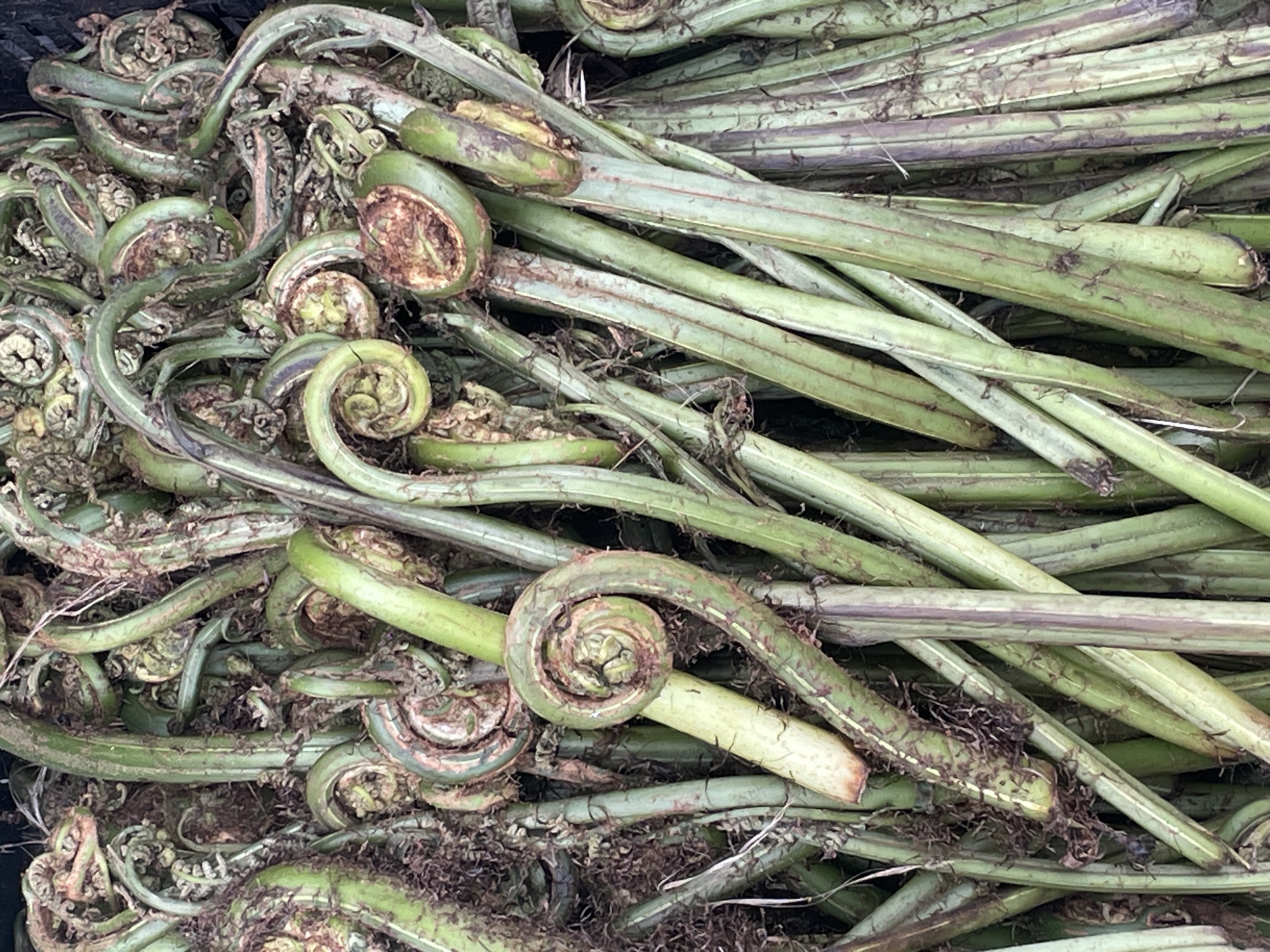 The image is a close-up, overhead shot of a large pile of harvested fiddleheads, which are the coiled, young fronds of ferns. The fiddleheads are predominantly green, with some showing reddish-brown discoloration, particularly at the tips and around the fibrous material clinging to the stems. The texture is rough and organic, with the coiled heads varying in size and tightness. The stems are thick and ribbed, with a slightly fuzzy appearance in some areas. The overall impression is of freshly gathered produce, likely for culinary use. The image does not contain any visual cues to indicate a specific location in Dharamkot, India, or any other discernible environmental context beyond the pile of fiddleheads themselves. There are no people, actions, or interactions depicted.