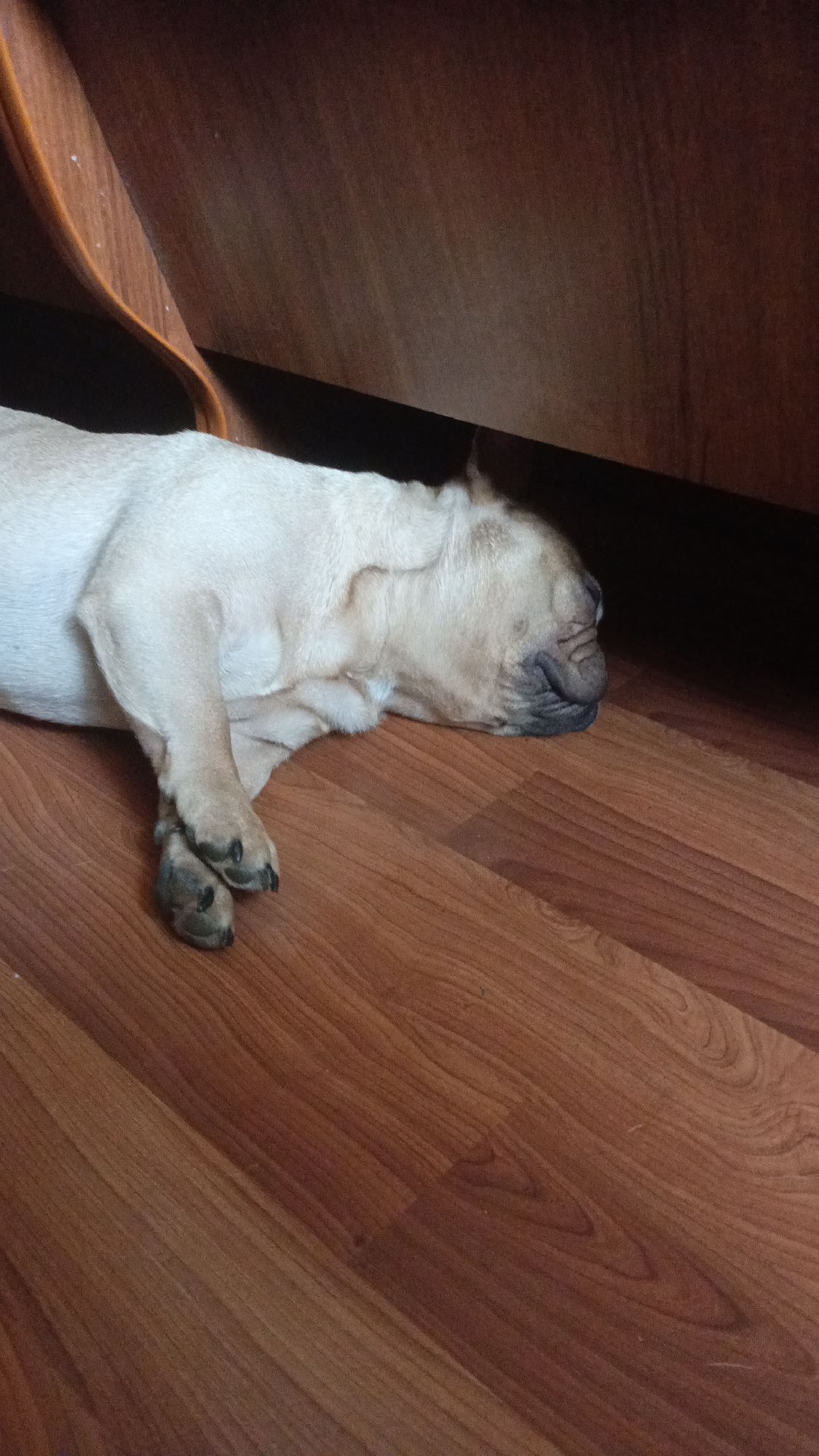 A light-colored French Bulldog is sleeping on a hardwood floor, partially under a dark wooden cabinet or piece of furniture. The floorboards run diagonally across the frame. The image was taken indoors, likely in a home. The presence of the French Bulldog, cabinet, and flooring suggests a domestic setting, and there is no evidence within the image to confirm the location in Donino, Russia.