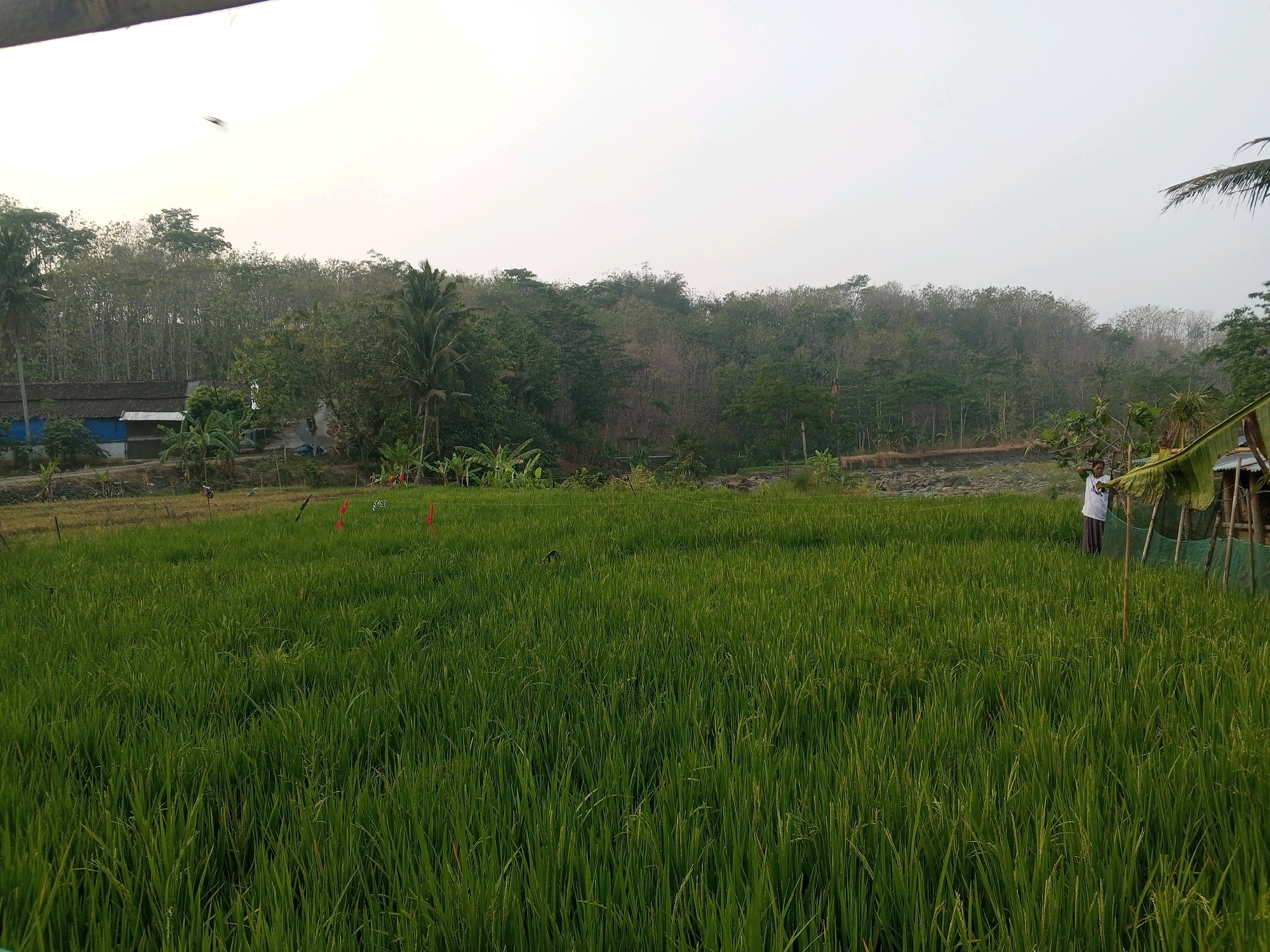 The image depicts a lush, green rice paddy field in Kedungringin, Indonesia. In the foreground, the field is filled with densely planted rice stalks. In the middle ground, a person wearing a white shirt and brown pants is standing to the right of the frame, facing away from the camera, with their right arm raised. Behind the person, a simple structure made of wood and netting is visible. Further back, a line of trees forms the horizon, with a few buildings nestled among them. The sky above is a pale, hazy white, suggesting either early morning or late afternoon. A dark, indistinct object, possibly a bird or insect, is visible in the upper left quadrant of the sky. The overall scene conveys a sense of rural tranquility.