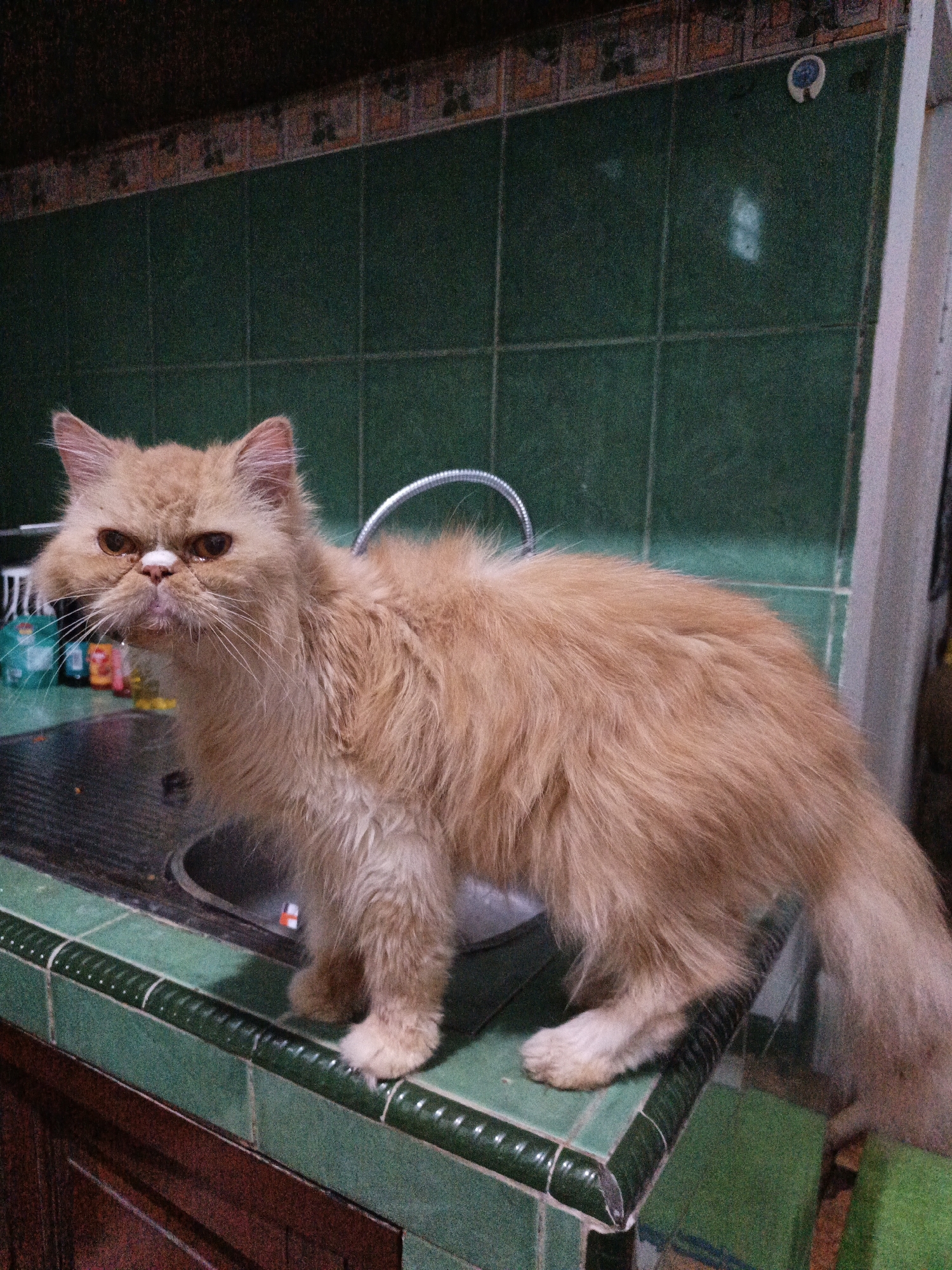 A fluffy, ginger-colored cat with a flat face and large, brown eyes stands on a green tiled countertop next to a kitchen sink. The cat's fur is long and appears somewhat disheveled. The background consists of dark green tiled walls with a decorative border along the top. A silver faucet is visible above the sink. The scene appears to be a domestic kitchen.