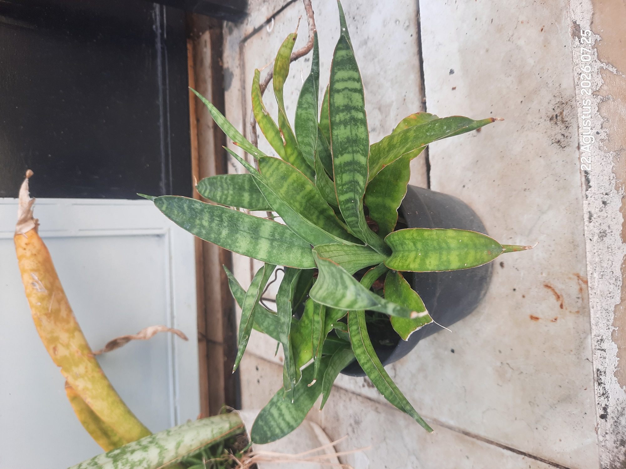 A potted snake plant, identified as *Dracaena trifasciata*, with variegated green and yellow leaves, sits on a tiled surface outside. In the background, a portion of a white door or window frame is visible, along with a dark wall. Another potted plant with elongated, yellowing leaves is positioned behind and to the left of the main subject. The scene is illuminated by natural light, casting soft shadows. The timestamp "22 Agustus 2026 07:25" suggests the photograph was taken on August 22, 2026, at 7:25 AM, likely in Sukokerto, Indonesia, given the Indonesian date format.