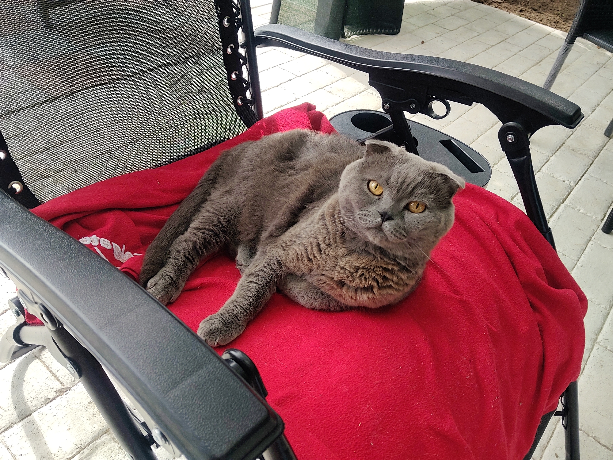 A Scottish Fold cat with grey fur and bright yellow eyes lies on a bright red blanket on a black recliner chair. The recliner is positioned outdoors on a paved patio area with light-colored brick pavers. In the background, a green trash receptacle and another black chair are partially visible. The scene is set during daylight hours. There is no indication of the location in Kharkiv, Ukraine.
