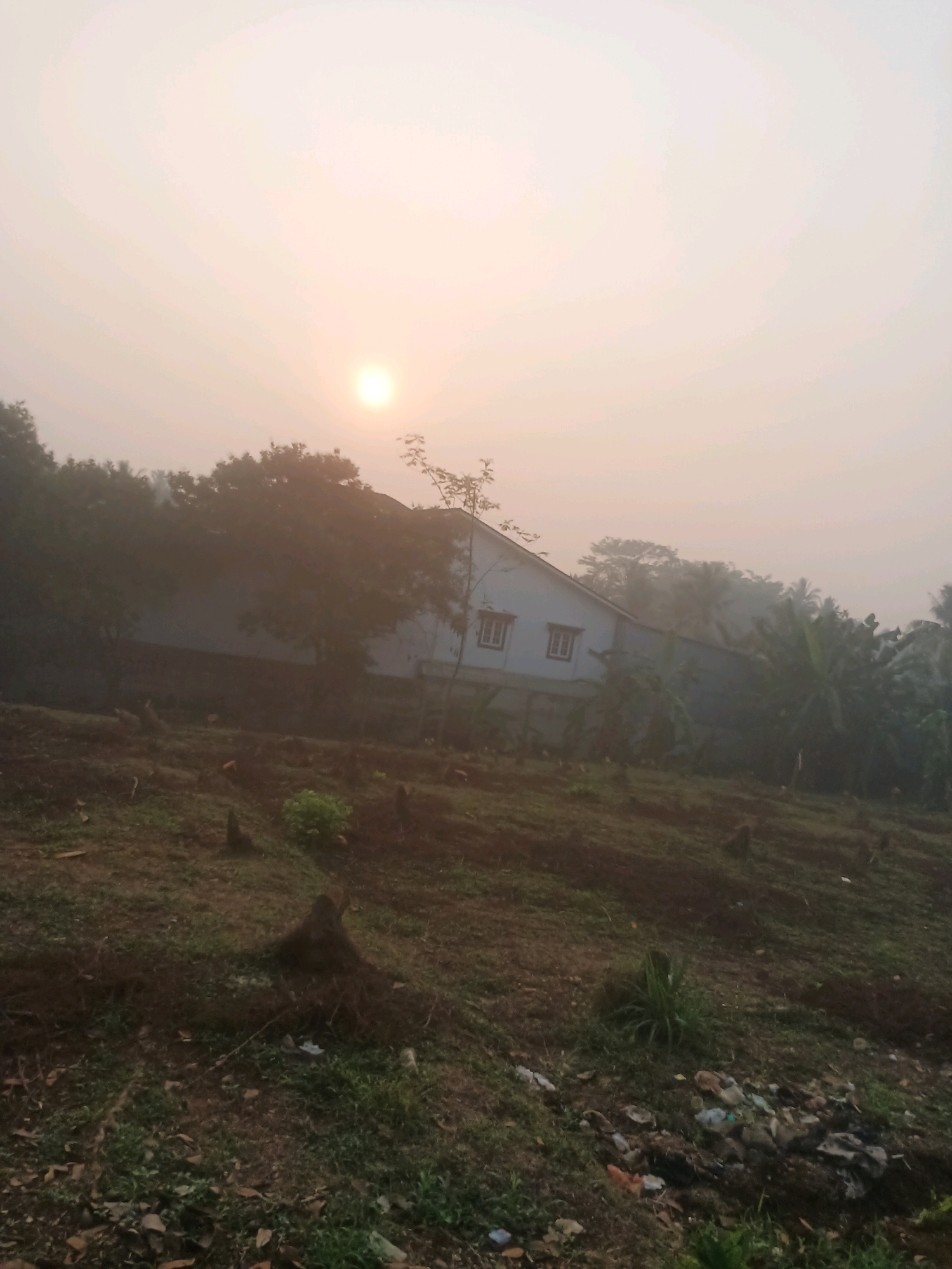 This is an eye-level shot of a hazy landscape in Ciseeng, Indonesia, likely taken in the early morning or late afternoon due to the diffused sunlight. The sun, a bright, small disc, is visible through the atmospheric haze in the upper left quadrant of the image.
In the middle ground, a light-colored building with a dark roof and two visible windows with dark frames is situated behind a line of trees. The trees are dense and partially obscured by the fog. To the right of the building, more tropical vegetation, including banana trees, is visible.
The foreground is a sloping area covered in grass and dirt. Numerous tree stumps, appearing dark and weathered, are scattered across this area. Some patches of green grass are growing, and there is a small pile of visible garbage, including plastic wrappers and other debris, in the lower right portion of the image. The overall impression is one of a rural or semi-rural environment experiencing low visibility due to mist or fog.