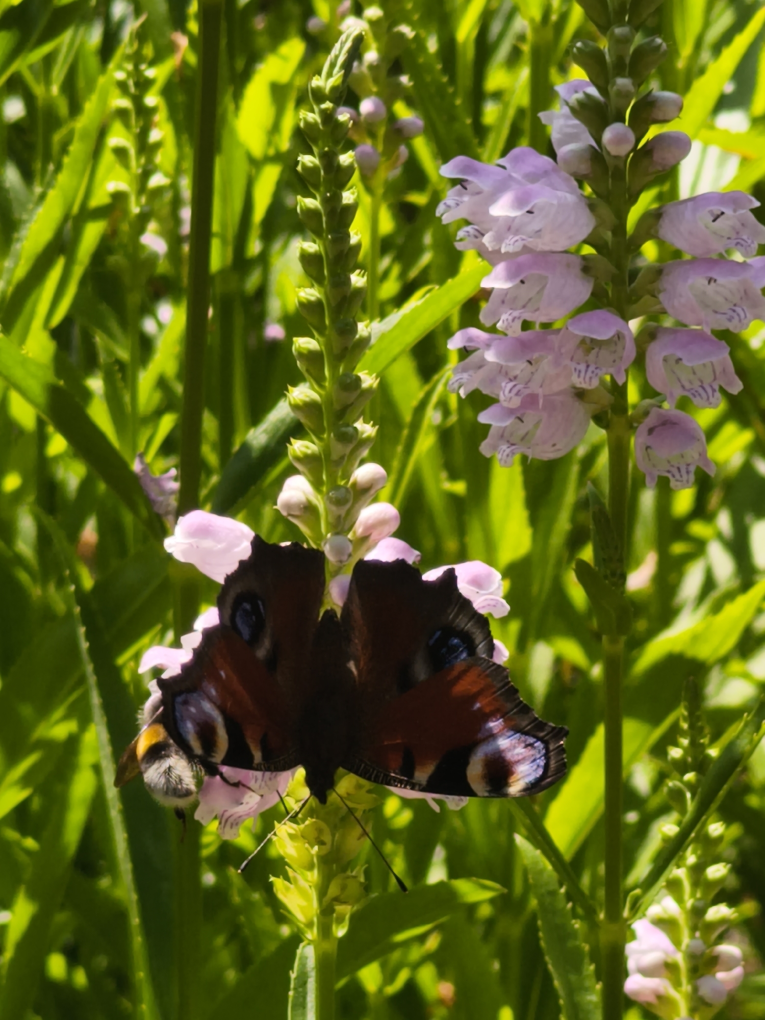 A close-up, vertical, eye-level shot captures a peacock butterfly with its wings closed, perched on a cluster of light purple flowers. The butterfly's wings display intricate patterns of brown, black, blue, and iridescent eye spots. Below the butterfly, a small bumblebee is visible, also feeding on a flower. The flowers are arranged in a tall spike, with many unopened buds above the bloomed ones. The background is filled with lush green foliage, illuminated by bright sunlight, creating a vibrant and natural scene. This image was taken in Tallinn, Estonia.