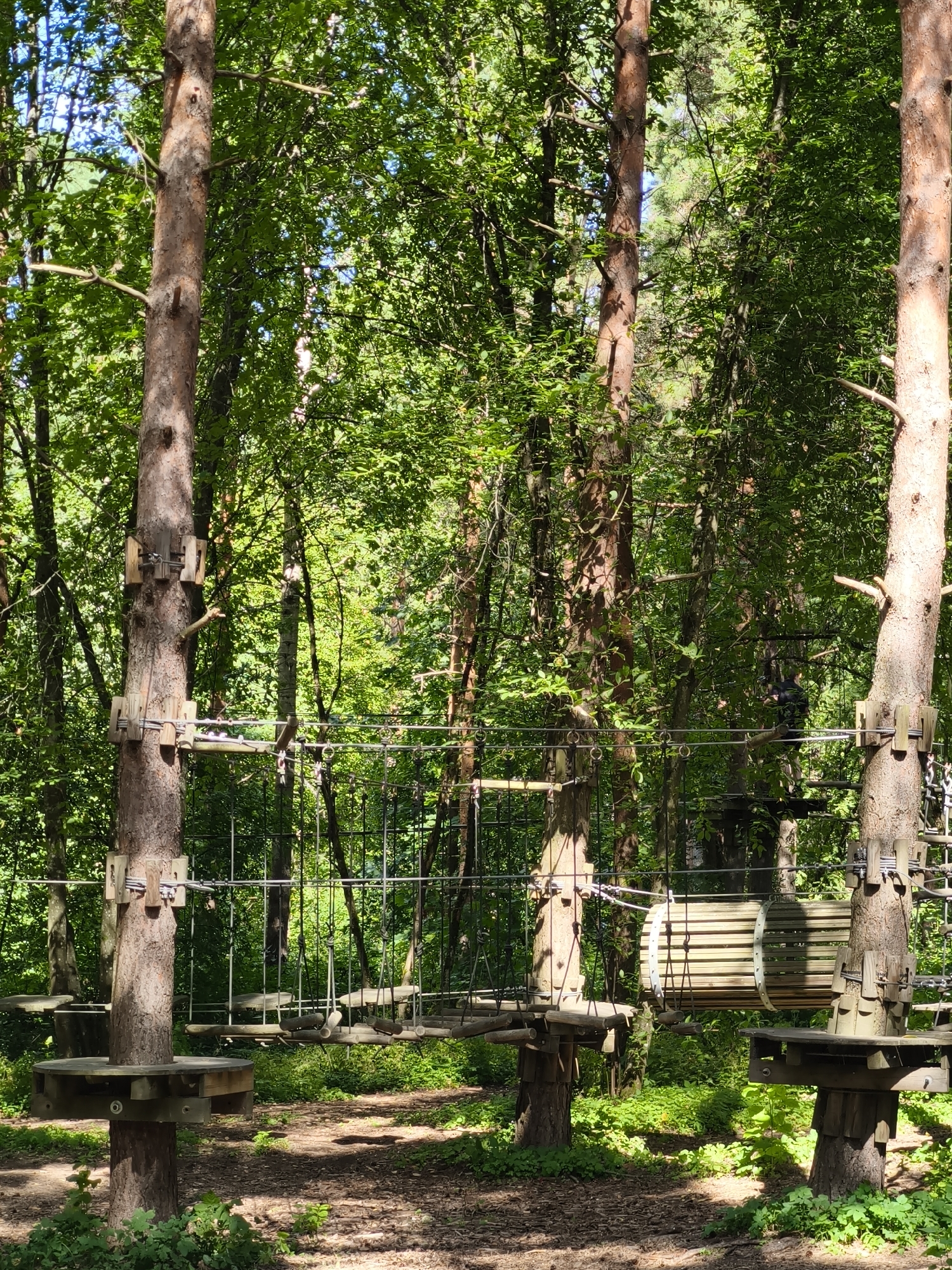 This is a vertical, outdoor, full shot of a ropes course in a forest. The ropes course is constructed between several tall trees. The course features wooden platforms, rope bridges, and a cylindrical obstacle. The ground is covered with pine needles and fallen leaves. Sunlight filters through the dense green foliage of the trees, creating dappled lighting. The scene appears to be a recreational area within a forest. The ropes course is designed for adventure activities such as climbing and traversing. There are no people visible in the image. The image does not provide any specific information about the city of Tallinn, Estonia.