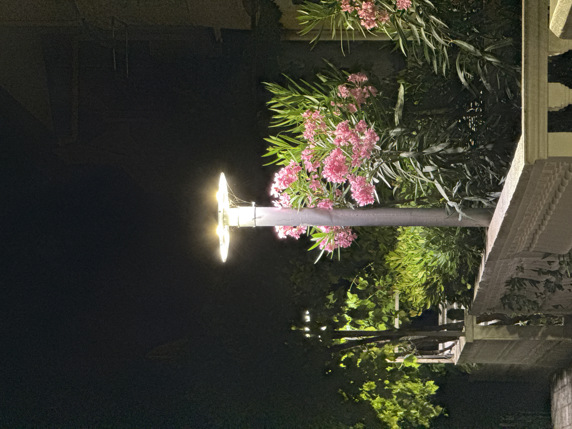 This is a nighttime photograph taken in Budva, Montenegro, depicting an outdoor scene illuminated by a modern lamp post. The lamp post, with its circular, diffused light source, stands centrally in the frame, casting a warm glow on the surrounding vegetation.
In the foreground, a decorative stone balustrade runs horizontally across the lower portion of the image. The balustrade features an ornate, carved design. Beyond the balustrade, lush green foliage and vibrant pink oleander flowers are visible. The oleander bushes are in full bloom, with clusters of pink flowers and long, slender green leaves.
The background is dark, indicating nighttime, with hints of trees and possibly buildings or structures barely discernible in the shadows. The overall atmosphere is serene and tranquil, suggesting a well-maintained outdoor space, likely a garden or courtyard in Budva. There are no people or animals present in the image. The lighting creates a slightly dramatic effect, highlighting the textures of the plants and the stone.