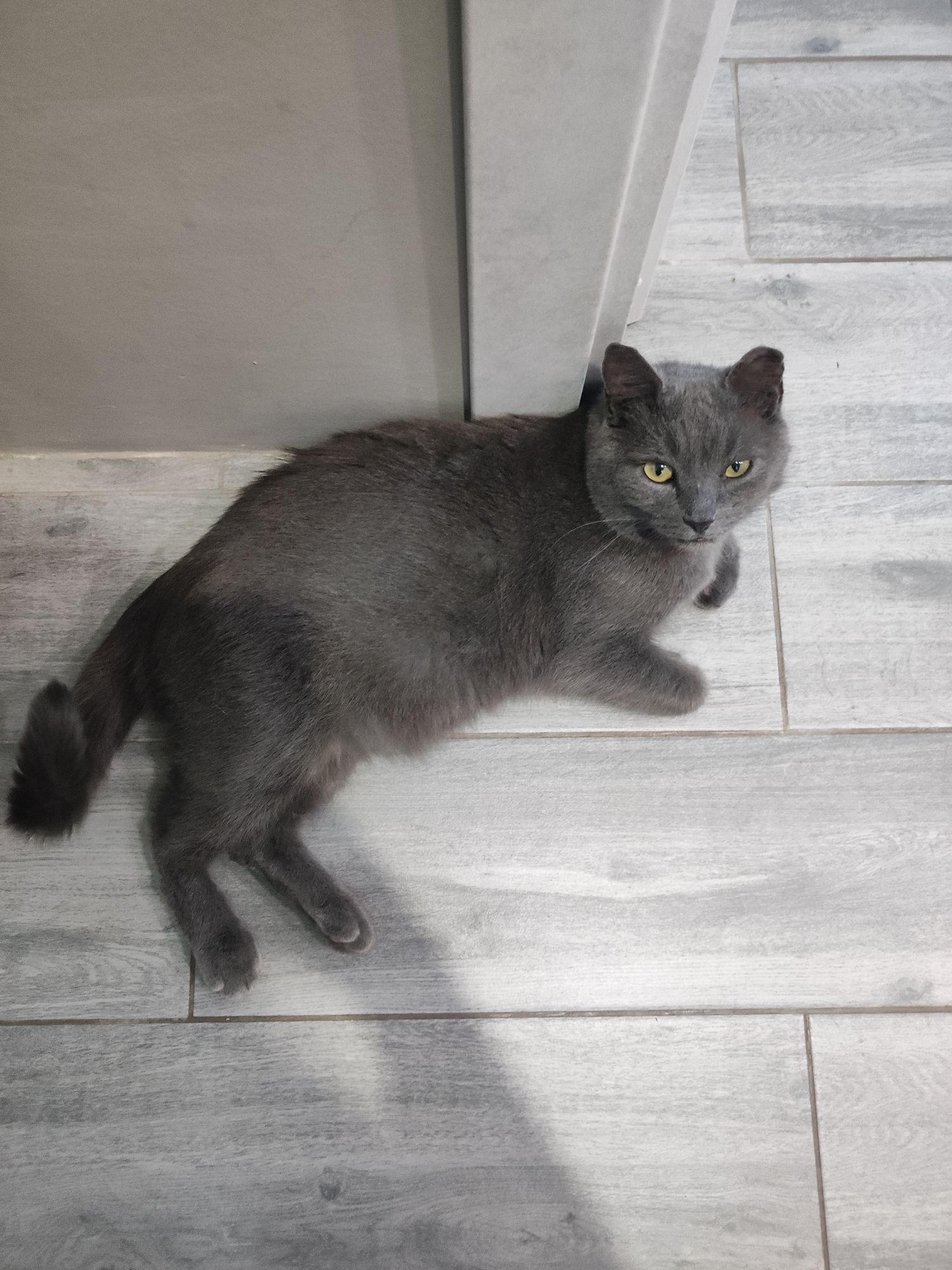 A gray cat with yellow eyes is lying on a gray tiled floor. The cat is positioned near a wall. The image appears to be taken indoors. There is no indication of the city of Votkinsk, Russia, in the image.