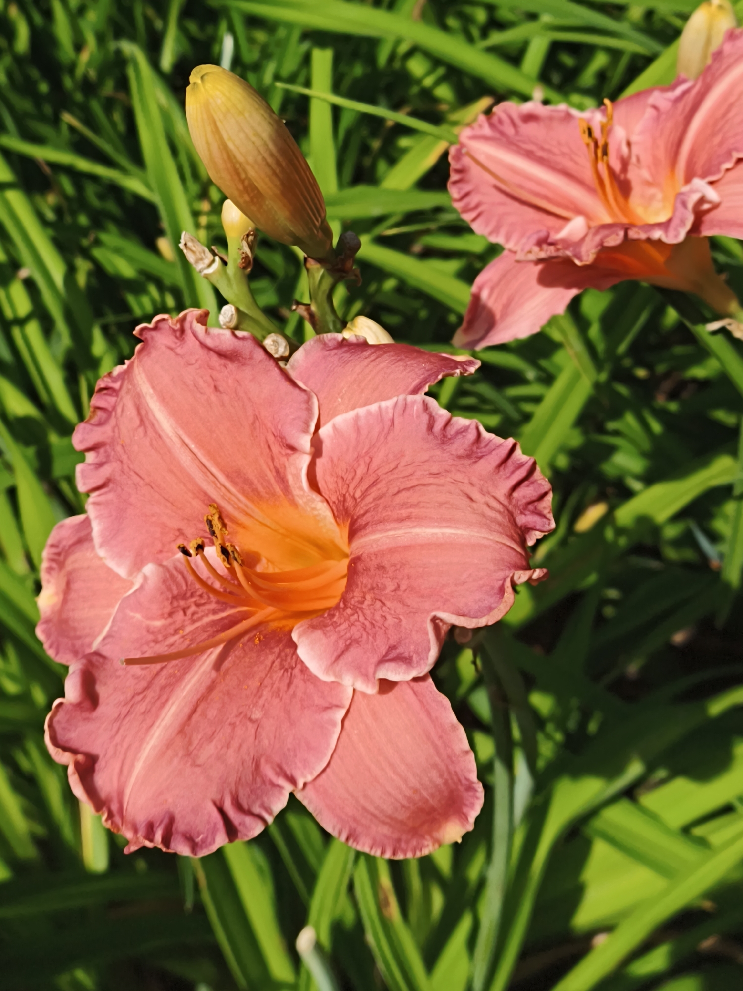 The image shows a close-up view of pink daylily flowers and a bud, with green foliage in the background. The flowers have ruffled petals and bright orange centers. The scene is outdoors, likely in a garden. There are no people visible in the image, and no discernible landmarks that would indicate a specific location in Tallinn, Estonia.
