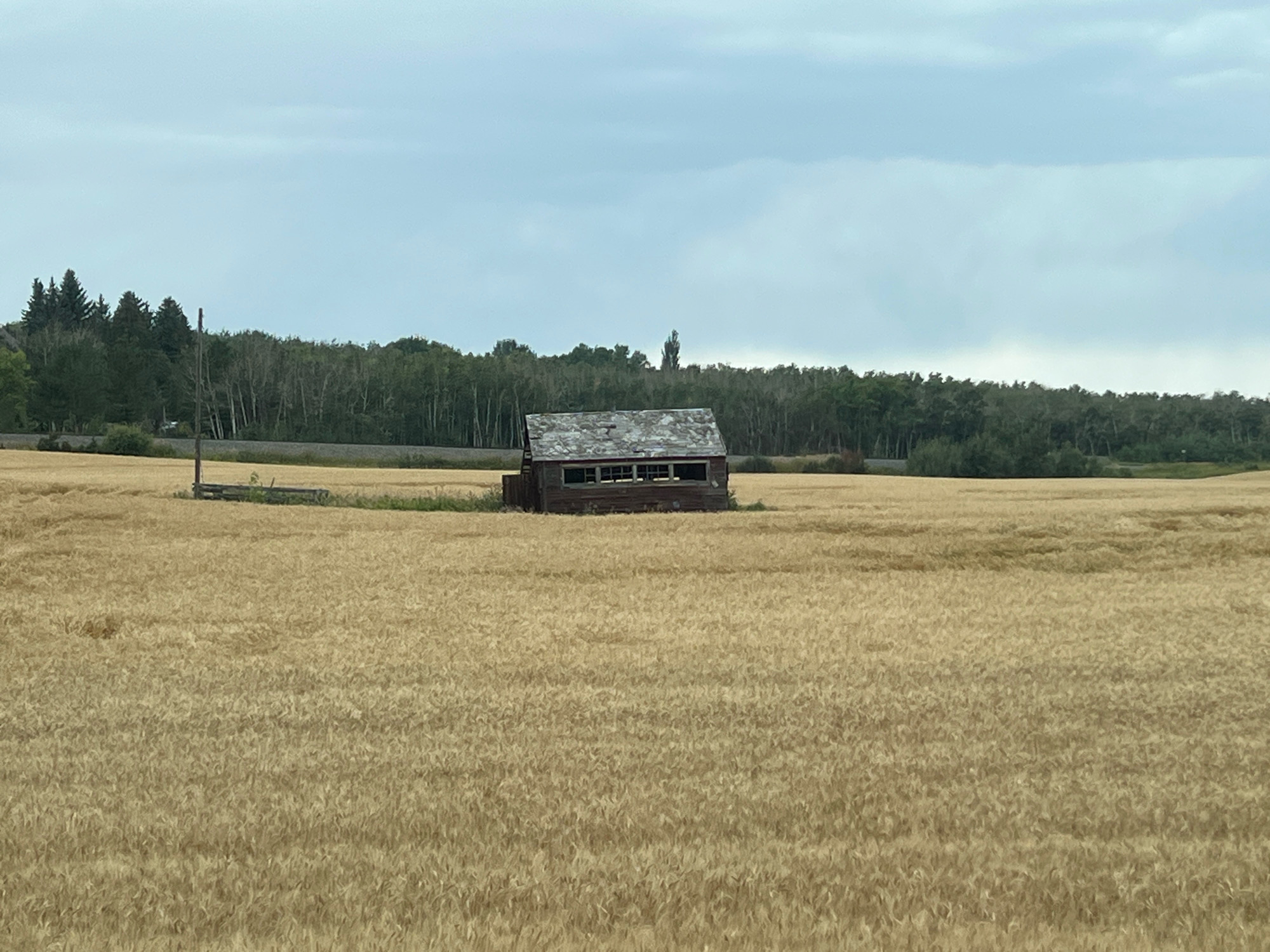 The image depicts an abandoned wooden structure in a field of dry, golden wheat. The structure, appearing weathered and in disrepair, is rectangular with a dilapidated roof and multiple window openings. A cluster of trees forms a dark line in the background, beyond which a pale, overcast sky dominates the upper portion of the frame. To the left of the structure, a wooden post with some horizontal beams is visible, possibly part of a fence or other agricultural equipment. The scene is set in an expansive, rural landscape. This image was taken in De Winton, Canada.