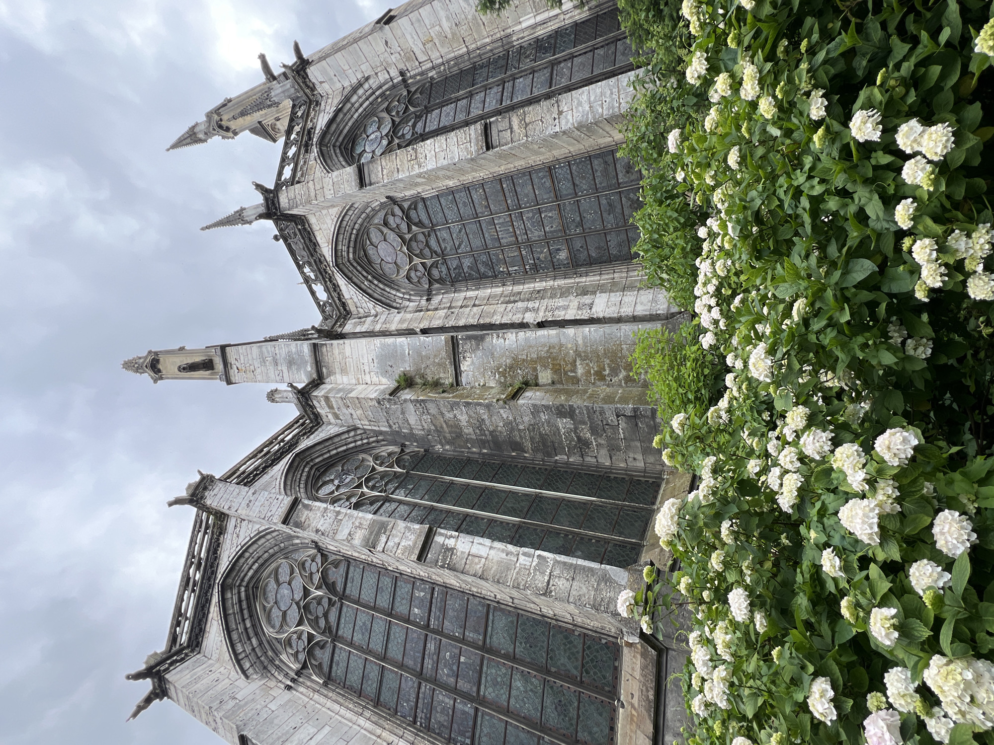The image displays a low-angle, upward-looking view of the exterior of a large Gothic cathedral, identified as the Cathédrale Notre-Dame de Rouen in Rouen, France. The scene is set under an overcast, uniformly grey sky.
The cathedral's walls are constructed from weathered grey stone blocks, exhibiting architectural details such as prominent vertical buttresses. Numerous tall, arched windows punctuate the stone walls, featuring intricate curvilinear tracery in their upper sections and dark, multi-paned glass below. Along the upper reaches of the building, several pointed pinnacles ascend skyward, and grotesque gargoyles project outward from the structure. A decorative stone parapet or balustrade runs along the roofline.
The lower half of the frame is filled with a dense mass of green foliage adorned with numerous clusters of white hydrangea blossoms, indicating a garden or planted area directly in front of the cathedral. The hydrangeas are in full bloom, their white petals contrasting with the deep green leaves. No people, animals, or other subjects are visible in the scene.