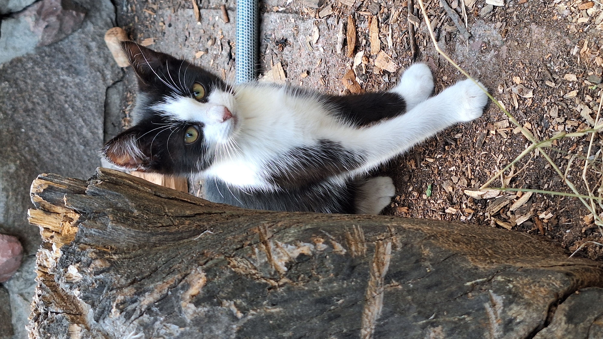 A black and white kitten with bright green eyes sits outdoors near a wooden stump. The kitten is partially hidden by the stump on the left side of the frame. The ground is covered with dirt and wood chips, and a section of a gray stone wall is visible in the background. A blue and white hose lies on the ground behind the kitten. The scene appears to be in a yard or garden. The location is Novi Bezradychi, Ukraine.