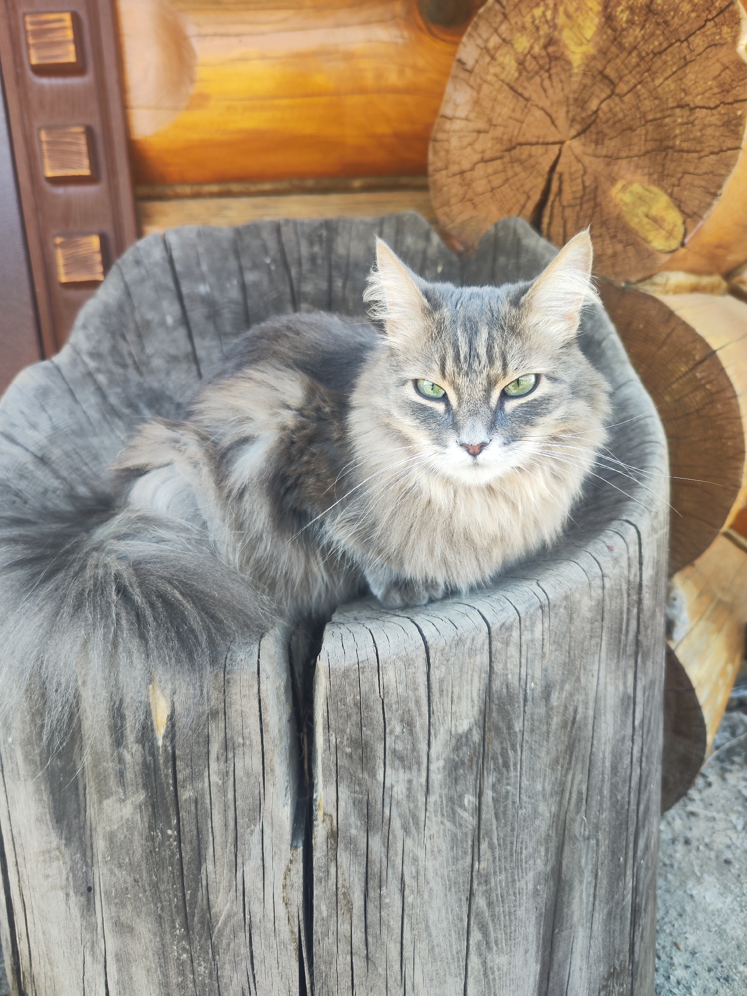 A medium-sized, gray, long-haired cat with green eyes is nestled inside a hollowed-out gray wooden stump. The stump is aged and shows visible vertical cracks and weathering. Behind the stump, partially visible, are sections of a wooden structure made of stacked logs. To the left of the stump, there is a brown wooden trim or paneling. The cat is positioned centrally in the frame, gazing directly at the viewer with a slightly stern expression. The background suggests a rural or wooded environment. The location is Chaikovsky, Russia.