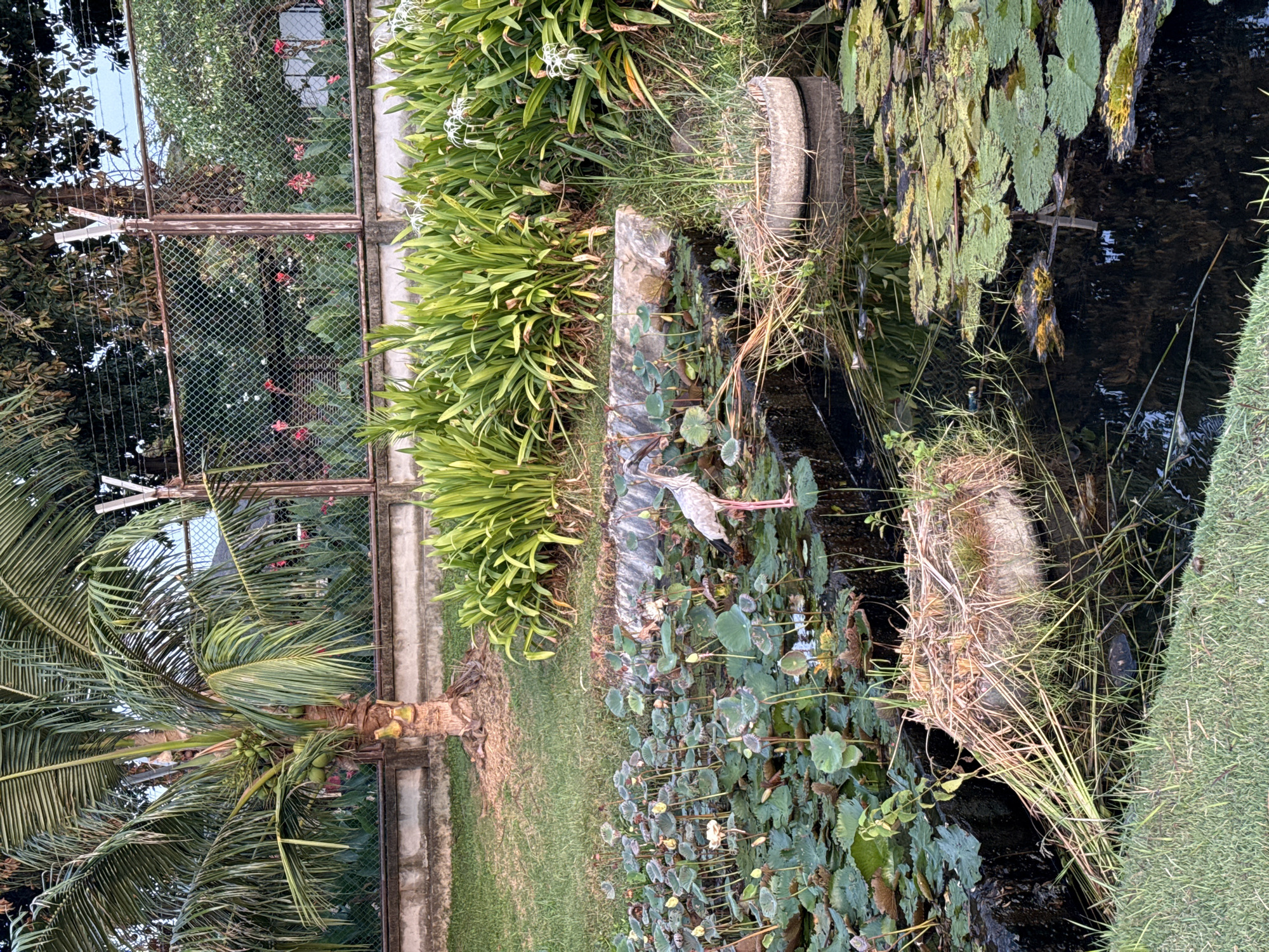 A heron stands in a pond filled with lotus plants, near a concrete barrier and some tall green plants. A coconut tree is visible to the left of the pond, and a wire fence borders the area. The water is dark and reflects the surrounding vegetation and sky. The scene appears to be a park or a garden area.