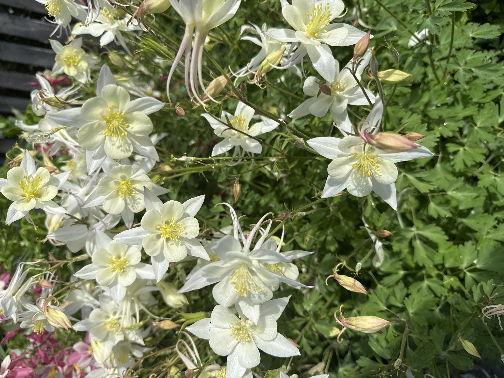The image depicts a close-up view of white and pale yellow columbine flowers with green foliage. Several flowers are in full bloom, showcasing their delicate petals and prominent yellow stamens. Some buds are also visible, some tinged with pink. The scene appears to be outdoors, with a hint of a wooden fence in the background. The natural light suggests it is daytime. The photograph captures a vibrant display of these flowers in what could be a garden or natural setting. There are no people or animals present in the image. The location in Urazovo, Russia is not visually discernible from the image itself.