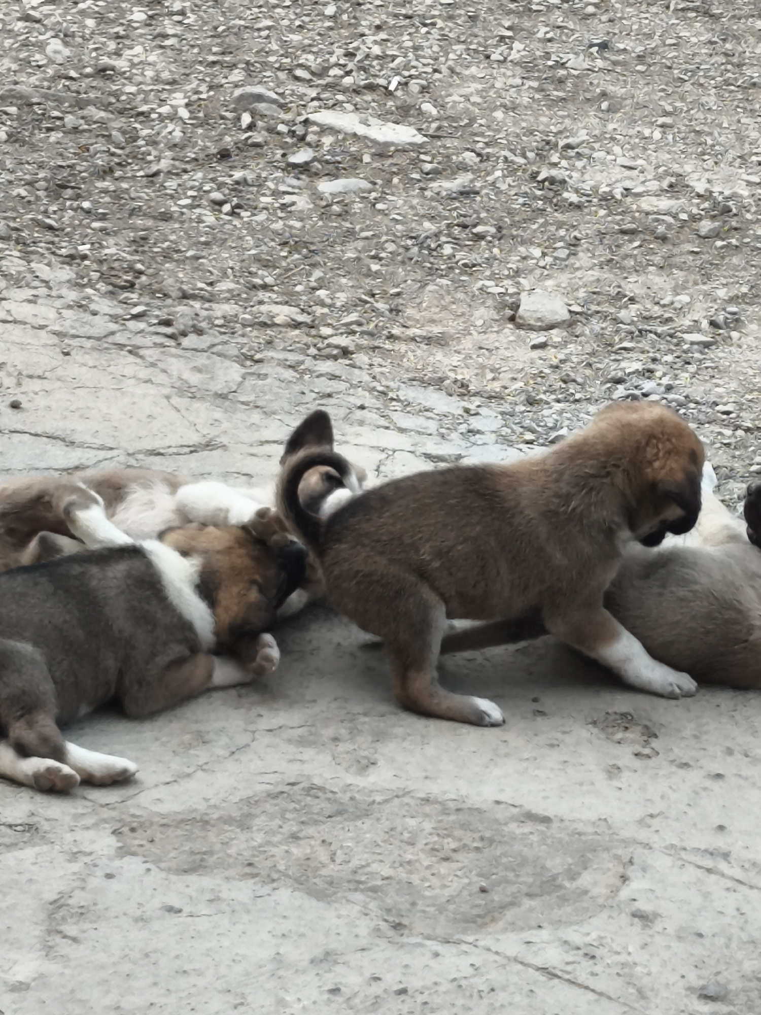 This image depicts a group of puppies in an outdoor environment. The ground is a mixture of concrete and gravel, with some larger stones visible. In the foreground, several puppies are lying down and interacting. One puppy, predominantly brown with white paws, is in the center, facing right. Behind it, another puppy, mostly brown and white, is lying on its side. To the left, a puppy with brown and white markings is lying on its back with its paws in the air. Another puppy, mostly brown, is visible to the right, partially obscured. The background consists of more gravel and stones. The overall scene suggests a natural, possibly rural or semi-urban, setting. The presence of a rough concrete surface and gravel suggests an area that may be undergoing construction or is a less-developed part of a settlement. While the image shows puppies, it does not provide any specific information about their owners or their precise location within the city of Qalaşıxı, Azerbaijan.