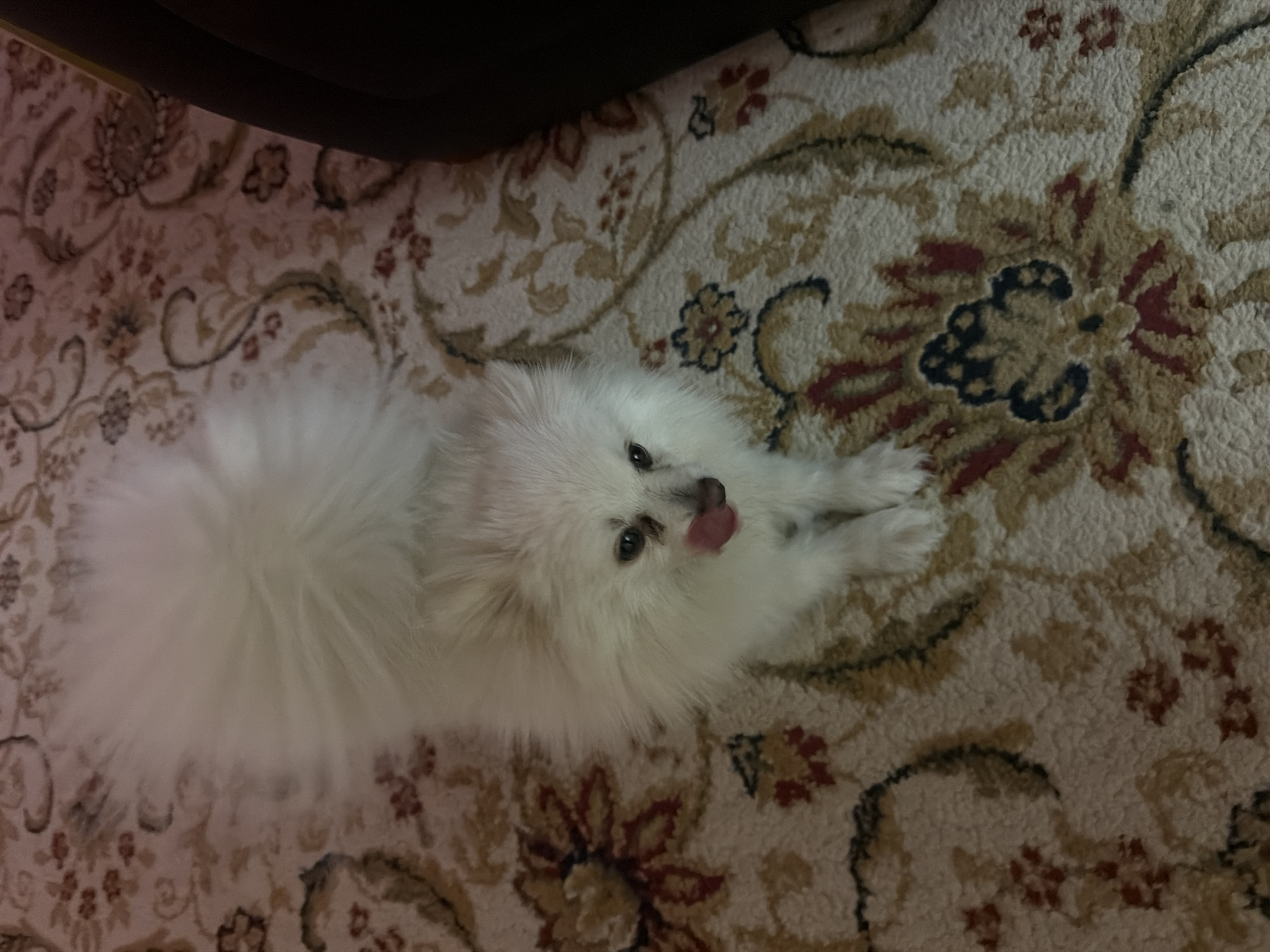 A white Pomeranian dog is lying on a patterned rug. The dog is facing the camera with its tongue sticking out slightly. The rug has an intricate floral pattern in shades of cream, brown, and red. The background is dark, suggesting an indoor setting. The scene does not provide any information about the city of Armavir, Armenia.