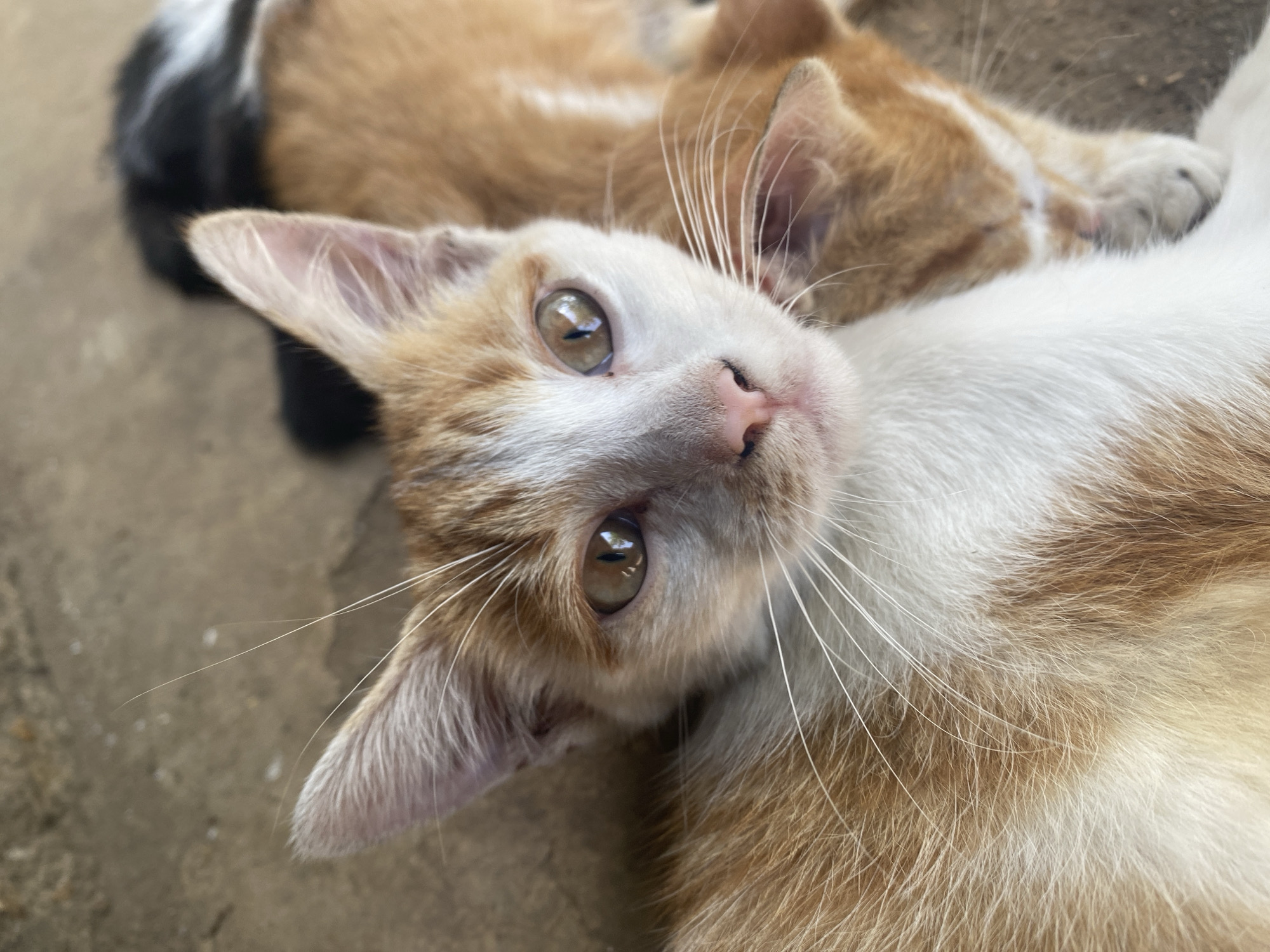 The image captures a close-up, slightly overhead view of three kittens resting on a textured, earthy-toned ground, likely concrete or packed dirt. The scene is set in Maigizo, Nigeria.
The most prominent subject is a young cat with a white face and chest, distinctive orange and white fur patterns on its body, and large, light greenish-brown eyes that gaze directly at the viewer. Its pink nose and long, white whiskers are clearly visible. The cat's head is tilted slightly, conveying an expression of curiosity or attentiveness.
Behind this main kitten, two other kittens are visible, mostly out of focus. One appears to be predominantly orange or ginger-colored, resting with its head near the main cat's back. Further back, another kitten with black and white fur is visible, largely obscured and also appearing to be at rest.
The lighting suggests it is daytime, with soft shadows indicating natural light. The ground surface is uneven and light brown/grey, adding to the informal, outdoor or semi-outdoor setting. No specific objects or text are visible in the frame, keeping the focus entirely on the group of resting kittens. The overall impression is one of peaceful domesticity or a quiet moment among young felines.