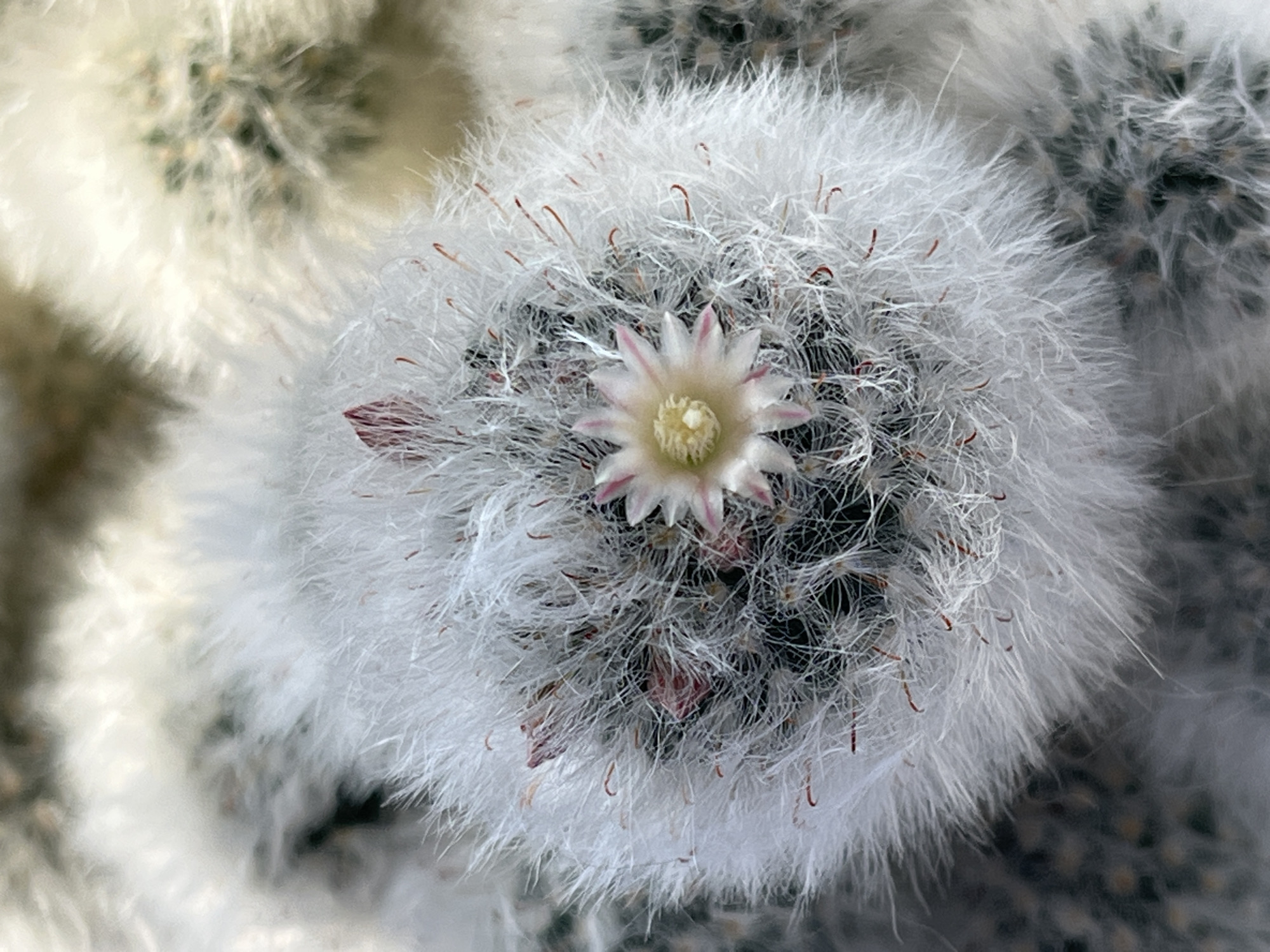 A close-up overhead shot focuses on a fuzzy white cactus bloom with delicate pink and white petals. The cactus is covered in soft, white spines that give it a fluffy appearance. Several small, unopened pink flower buds are visible amidst the spines. The background is blurred, showing more of the same type of fuzzy cacti. The image does not depict any specific location in the city of Krasnyye Barrikady, Russia, nor does it show any people, actions, or interactions.