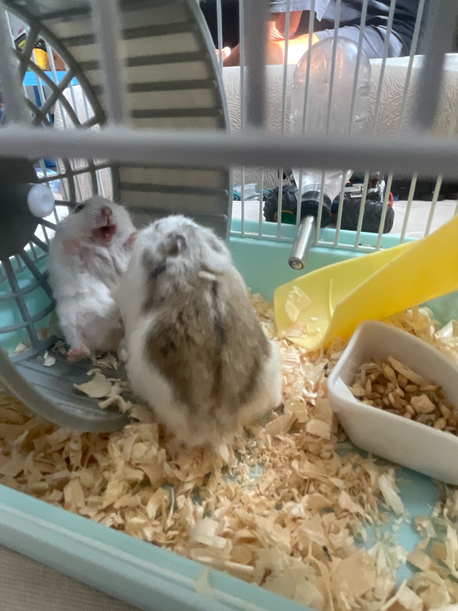 Two small, fluffy hamsters are in a cage filled with wood shavings. One hamster is white with a pink mouth and appears to be yawning or squeaking. The other hamster is brown and white. The cage also contains a yellow slide and a white food bowl filled with seeds. The background is blurred, but shows what appears to be a water bottle attached to the cage and possibly human legs. The scene does not provide any information that would allow for the identification of a location in the city of Baranovka, Russia.