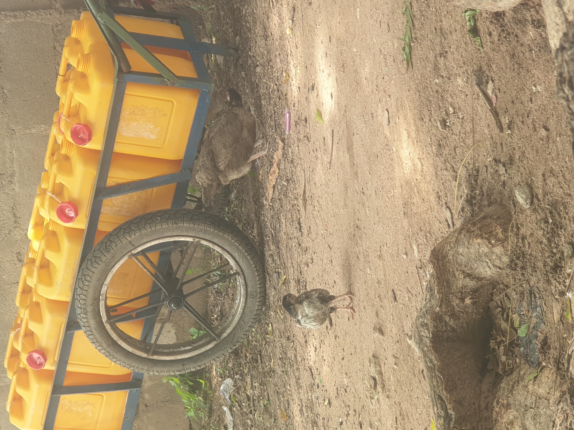 A cart filled with yellow water containers is parked on a dirt path, with two small birds nearby. The cart has a metal frame and a single wheel. The yellow containers are tall and narrow with red caps. One bird is standing in the foreground, facing away from the cart. The other bird is partially hidden beneath the cart. The ground is covered in dirt, small rocks, and scattered leaves. In the background, a rough-textured wall is visible.