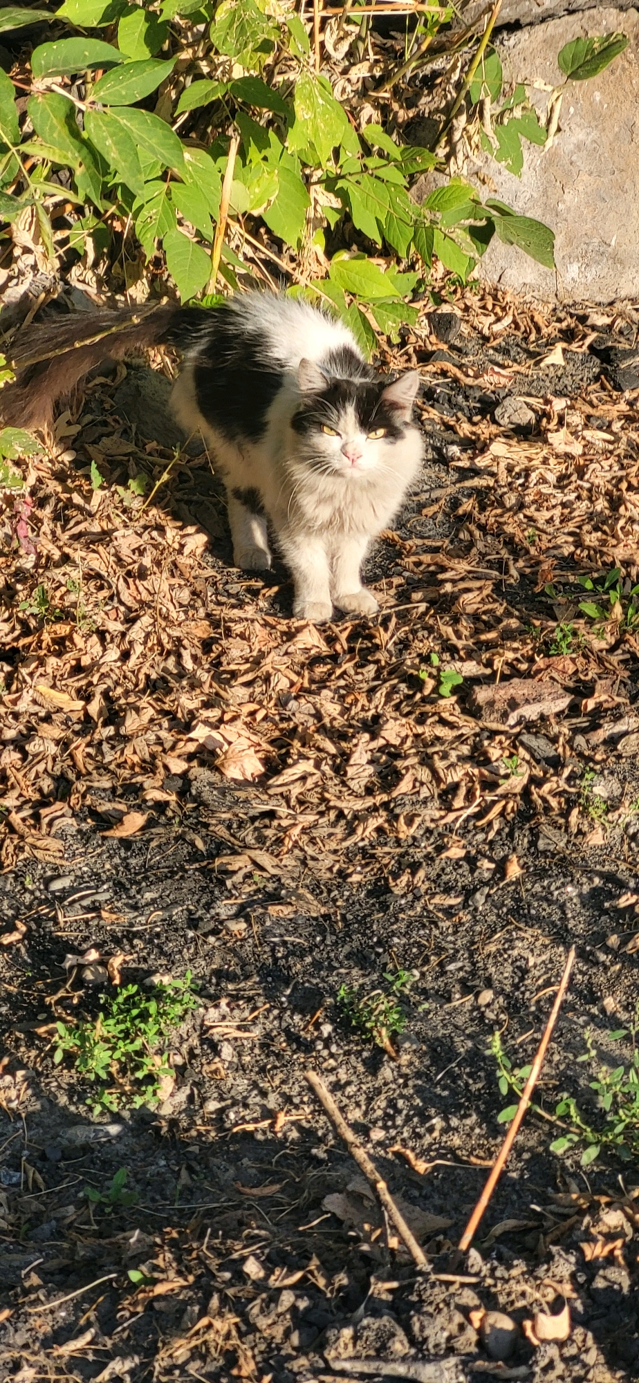 A medium shot captures a black and white domestic cat with yellow eyes standing on a ground covered in dry leaves. The cat is facing the camera with its head slightly tilted. The background consists of green foliage and a stone wall. The lighting suggests it is daytime, with sunlight casting shadows on the ground. The image appears to have been taken outdoors in a residential or garden area.