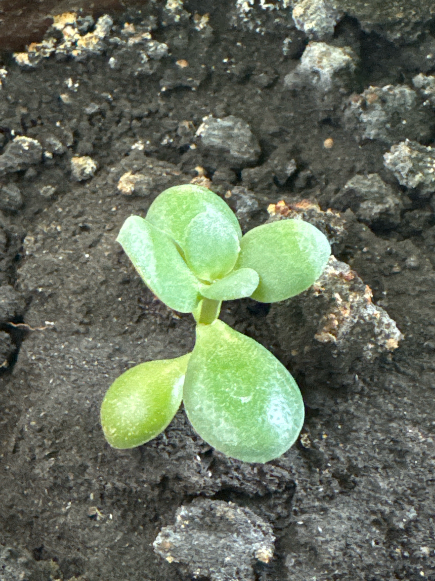 A close-up, overhead shot shows a young succulent plant with bright green, plump leaves emerging from dark, loamy soil. The soil is textured with small pebbles and organic matter. The plant has a central stem with two sets of leaves, one at the top and another slightly lower on opposite sides. The lighting creates subtle shadows and highlights on the leaves, emphasizing their smooth, waxy surface. The scene appears to be outdoors, possibly in a garden or a potted plant setting. The image does not contain any individuals or demonstrate any specific actions. The location in Krasnoyarsk, Russia, is not discernible from the visual information provided.