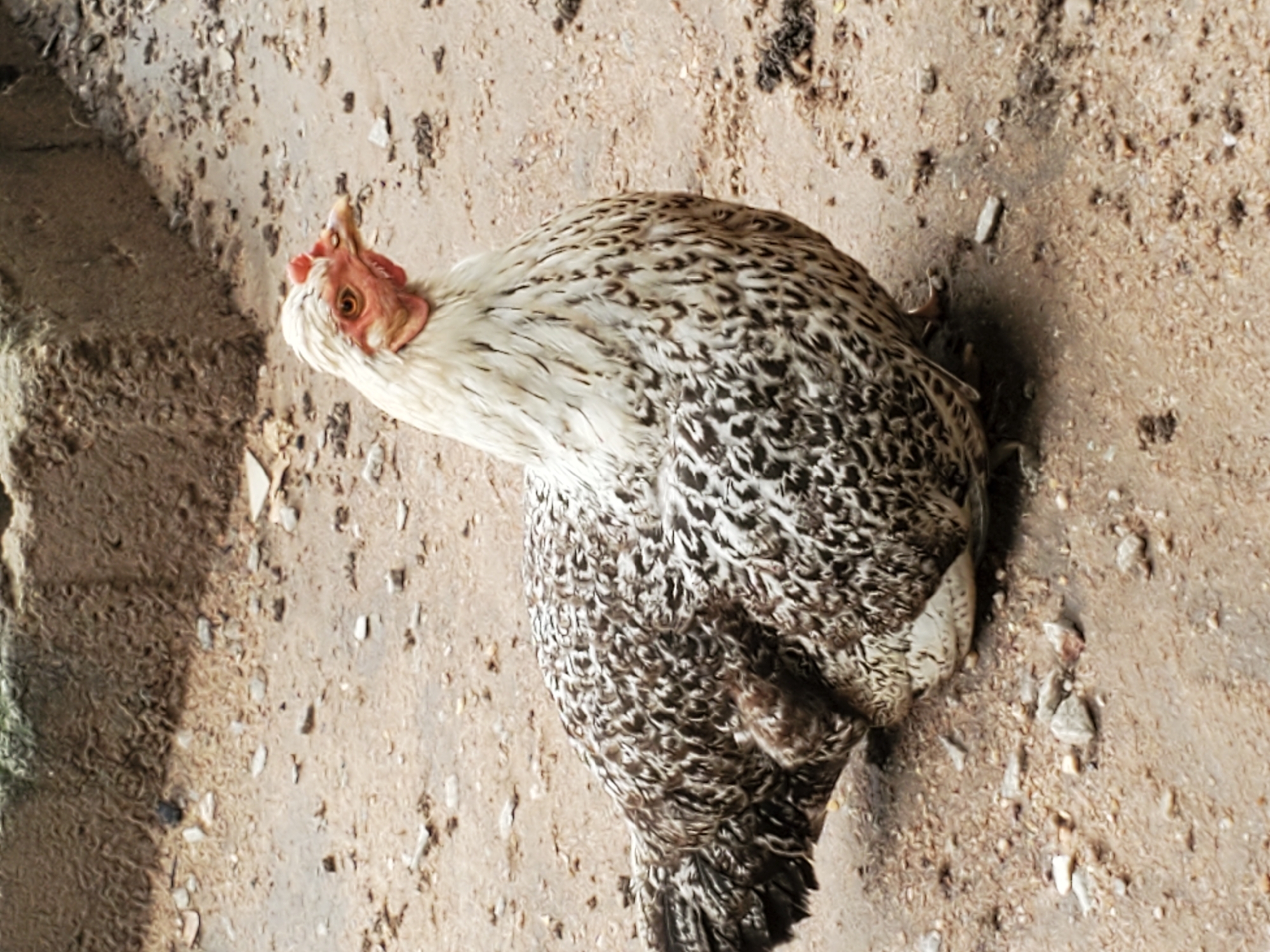 A speckled gray and white chicken is standing on a dirt ground with scattered debris in Mararaba, Nigeria. The chicken is positioned at a slight angle, with its head turned upwards. To the left of the chicken is a low, concrete ledge. The background consists of similar dirt and debris. The lighting appears to be bright and even.