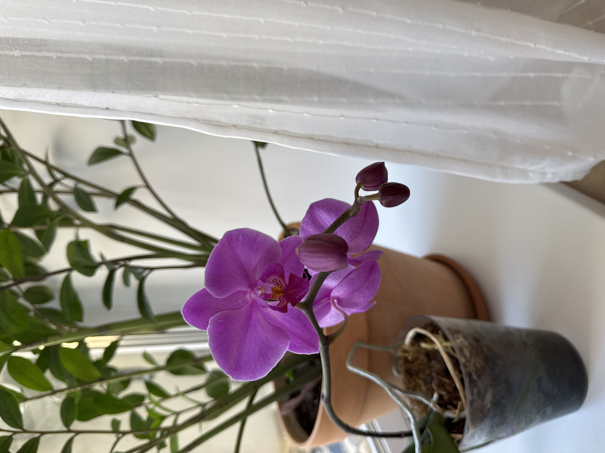 The image depicts a still life arrangement of houseplants on a white windowsill, with a white sheer curtain in the background. The focal point is a vibrant purple orchid in bloom, with two buds yet to open, situated in a terra cotta pot. To the left of the orchid, a smaller clear plastic pot contains another plant, possibly an orchid seedling, with exposed roots and moss. The lighting suggests an indoor setting, likely during daylight hours, casting soft shadows. The scene is devoid of human presence. The exact location within Izhevsk, Russia cannot be determined from the visual information provided.