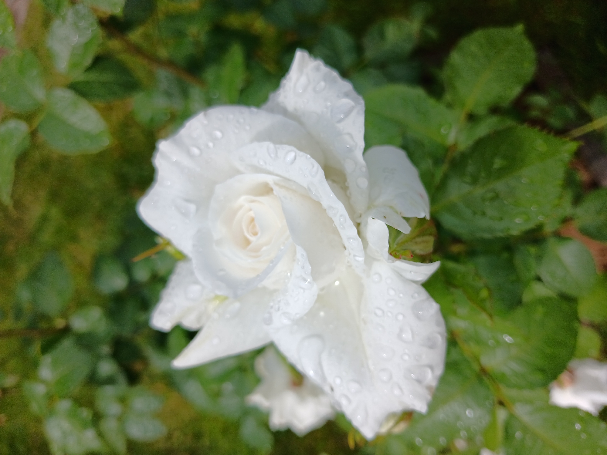 This is a close-up, eye-level, outdoor shot of a white rose in full bloom, adorned with numerous water droplets. The rose is the central subject, with its petals slightly unfurled, revealing a delicate, creamy center. The water droplets glisten on the petals, suggesting recent rain or dew. The rose is surrounded by lush green leaves, also speckled with water. The background is a soft blur of more greenery and hints of grass, with a darker, out-of-focus area that could be the ground or other foliage. The lighting appears natural, indicating it was taken during daylight hours, possibly after a rain shower. The overall mood is serene and natural, highlighting the beauty of the rose in a garden setting. The image was taken in Aksin'ino, Russia. There is no visible text in the image.