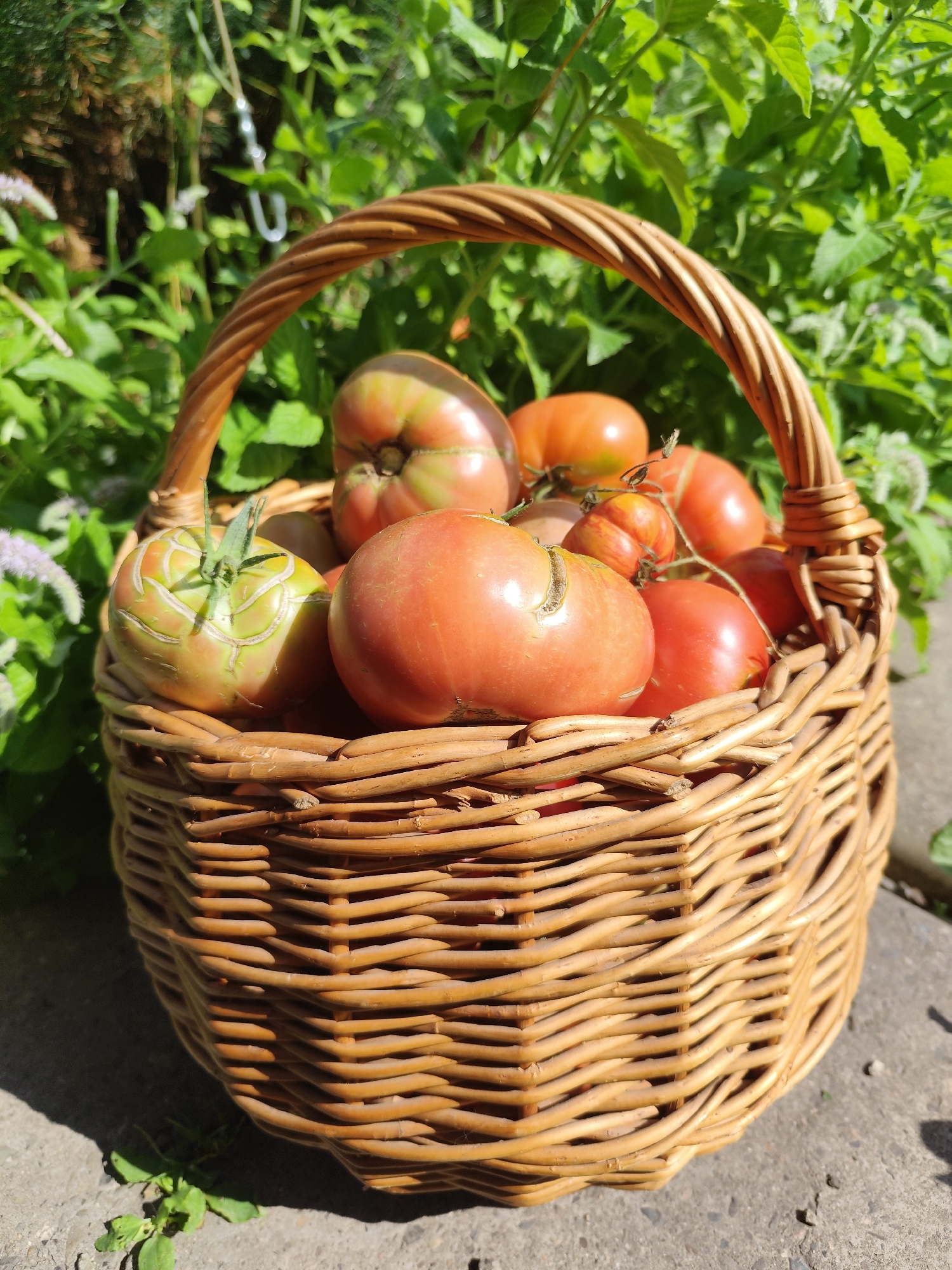 A woven wicker basket brimming with ripe tomatoes sits on a concrete surface. The basket is filled with various sizes and shades of tomatoes, mostly red and some with green patches. The background consists of lush green foliage, suggesting an outdoor setting, possibly a garden. The lighting indicates it is daytime, with sunlight casting shadows. The location is specified as the city of Barlaksky, Russia.