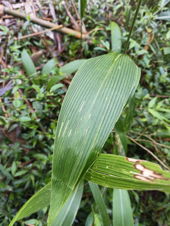 A close-up view in Mengzi City, China, captures dense green foliage dominated by a large, parallel-veined leaf. This central leaf exhibits multiple linear white marks on its surface. Partially visible below and to its right, another leaf displays a significant, irregularly shaped brown necrotic area. The background is blurred, showing additional green vegetation and light brown plant detritus, consistent with a natural, overgrown outdoor environment. No people, discernible actions, or interactions are present.