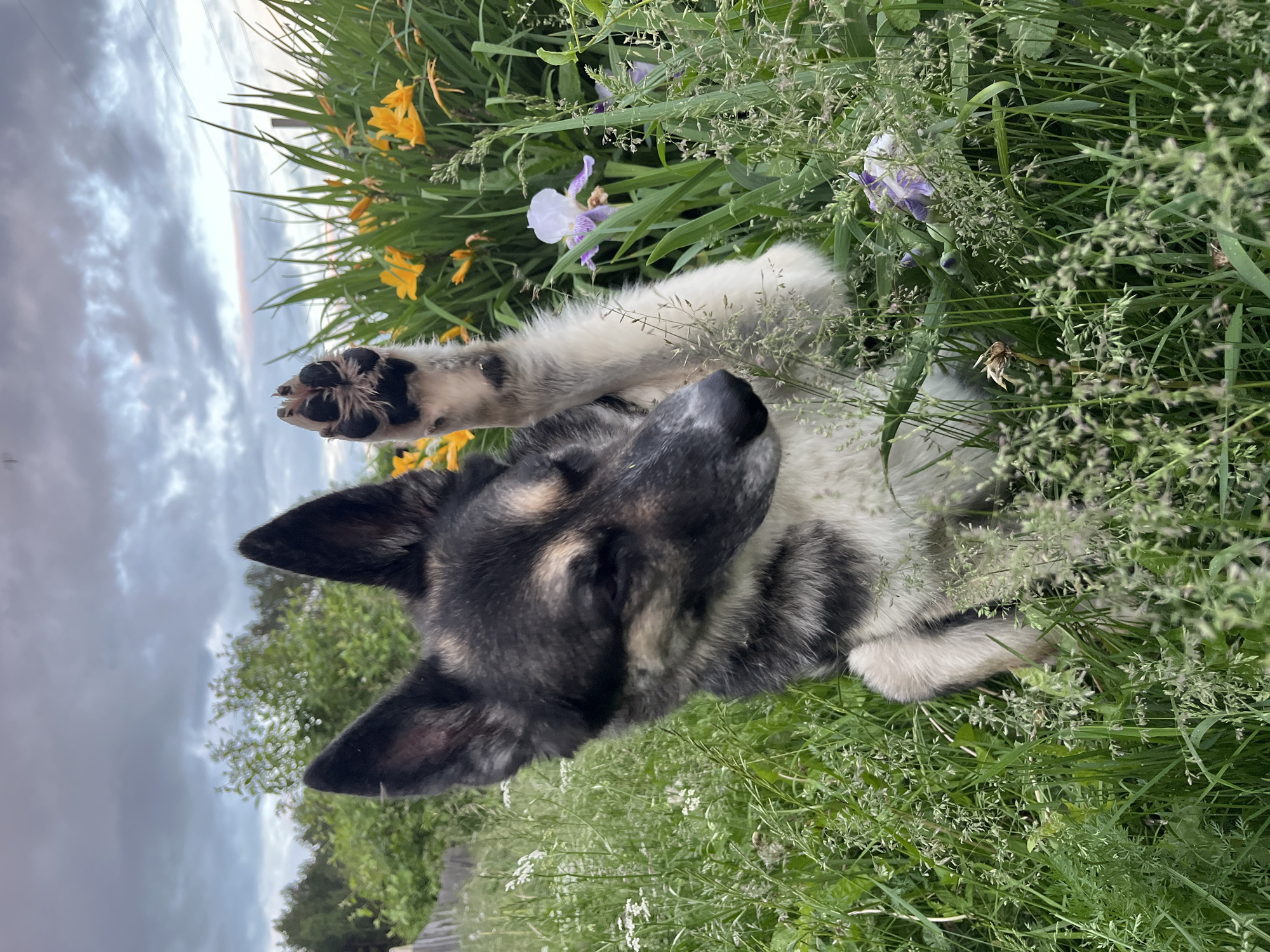 A medium-sized dog with black and gray fur sits in tall green grass. The dog is looking to the right with its left paw raised. Behind the dog, yellow and purple flowers are blooming. The sky is cloudy and gray, suggesting an overcast day. The scene appears to be a natural outdoor environment, possibly a garden or a field, in Nizhny Tagil, Russia. There are no people visible in the image.