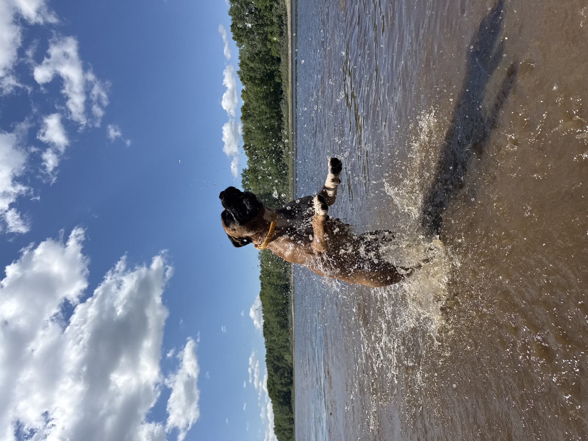 A boxer dog is leaping out of the brown water of the Kama River, creating a large splash. The dog is mid-air, with its front paws extended and its mouth open. It is wearing a yellow collar. The background shows a dense line of green trees along the riverbank, and a bright blue sky with scattered white clouds. This scene is taking place in the city of Chaikovsky, Russia, where the Kama River is a prominent natural feature.