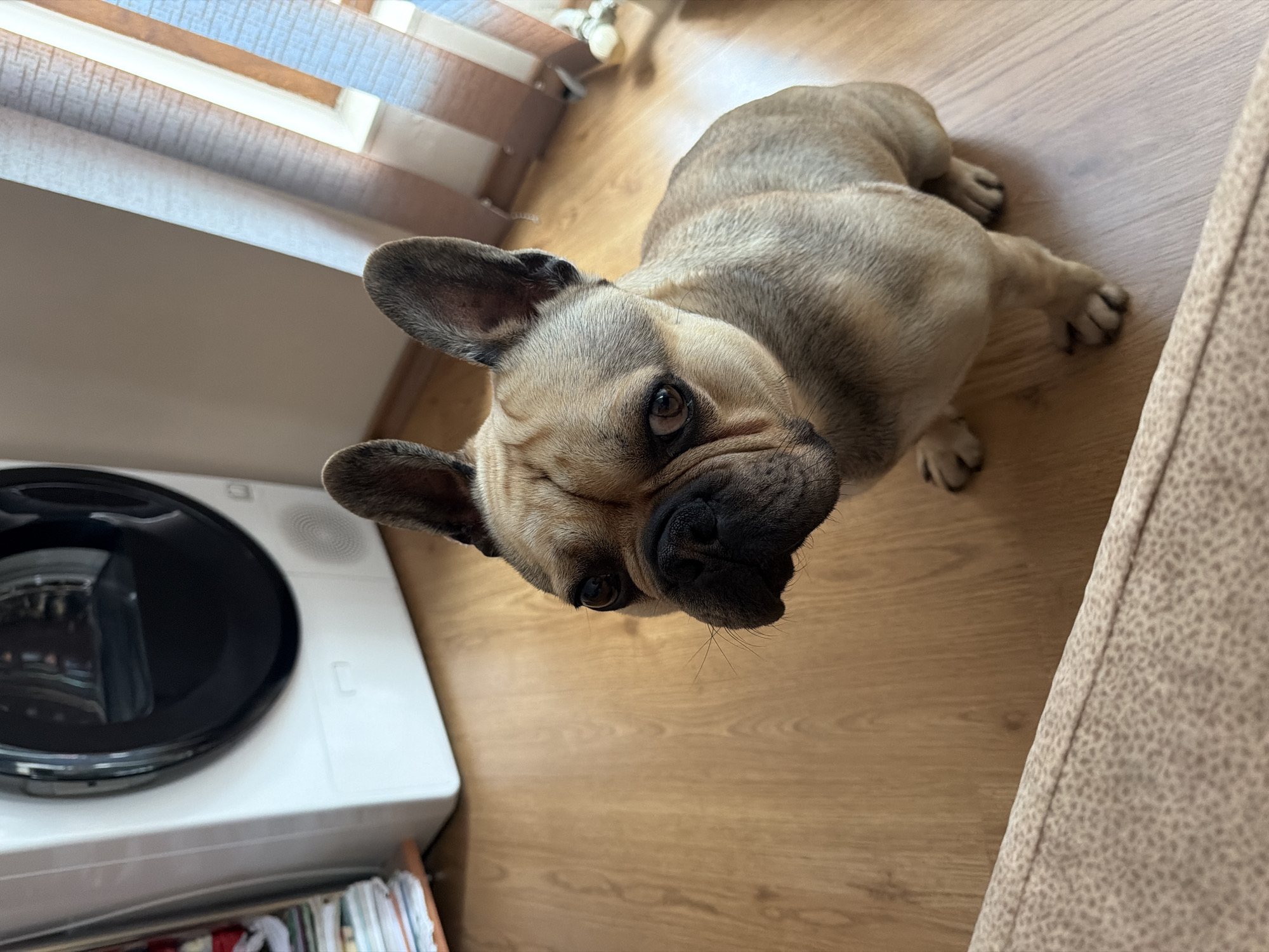 A fawn-colored French Bulldog is the central subject of this indoor, top-down shot. The dog is lying on a light brown wooden laminate floor, with its body angled diagonally across the frame. Its head is tilted upwards, looking directly at the camera with dark, expressive eyes and a black nose. Its large, upright ears are prominent. The dog appears to be resting, with its front paws tucked and back legs extended.
In the background on the left, a white appliance, likely a washing machine or dryer, is partially visible, featuring a large black circular door. Below this appliance, a stack of papers or magazines can be seen. Further back, on the upper left, light-colored horizontal window blinds filter daylight into the room. To the right of the dog, a section of a textured, light-colored fabric sofa or armchair is visible. The overall setting suggests a domestic environment in Pleven, Bulgaria, during the daytime. No human subjects or visible text are present.