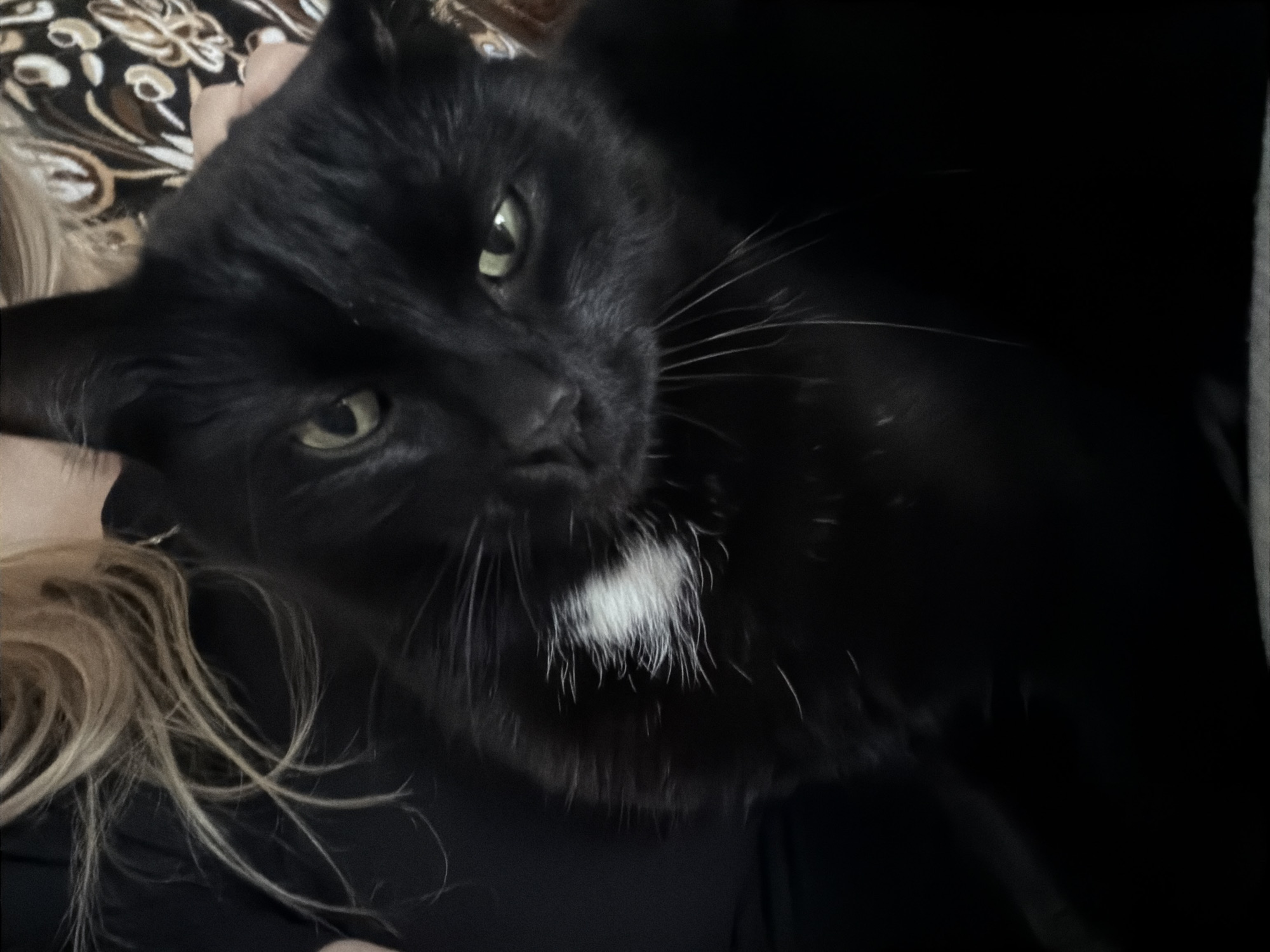 A black cat with green eyes is being held by a person with blonde hair. The cat has a white patch of fur on its chest and is looking directly at the camera. The person's hair is long and wavy and partially obscures the cat. The background is dark, with a patterned fabric visible behind the person's shoulder. The scene appears to be indoors, possibly a home, given the close-up nature of the shot and the presence of a person holding a pet. The lighting is dim, which makes it difficult to discern specific details of the environment. The overall mood is intimate and relaxed, suggesting a moment of affection between the person and their cat. There is no visible text in the image.