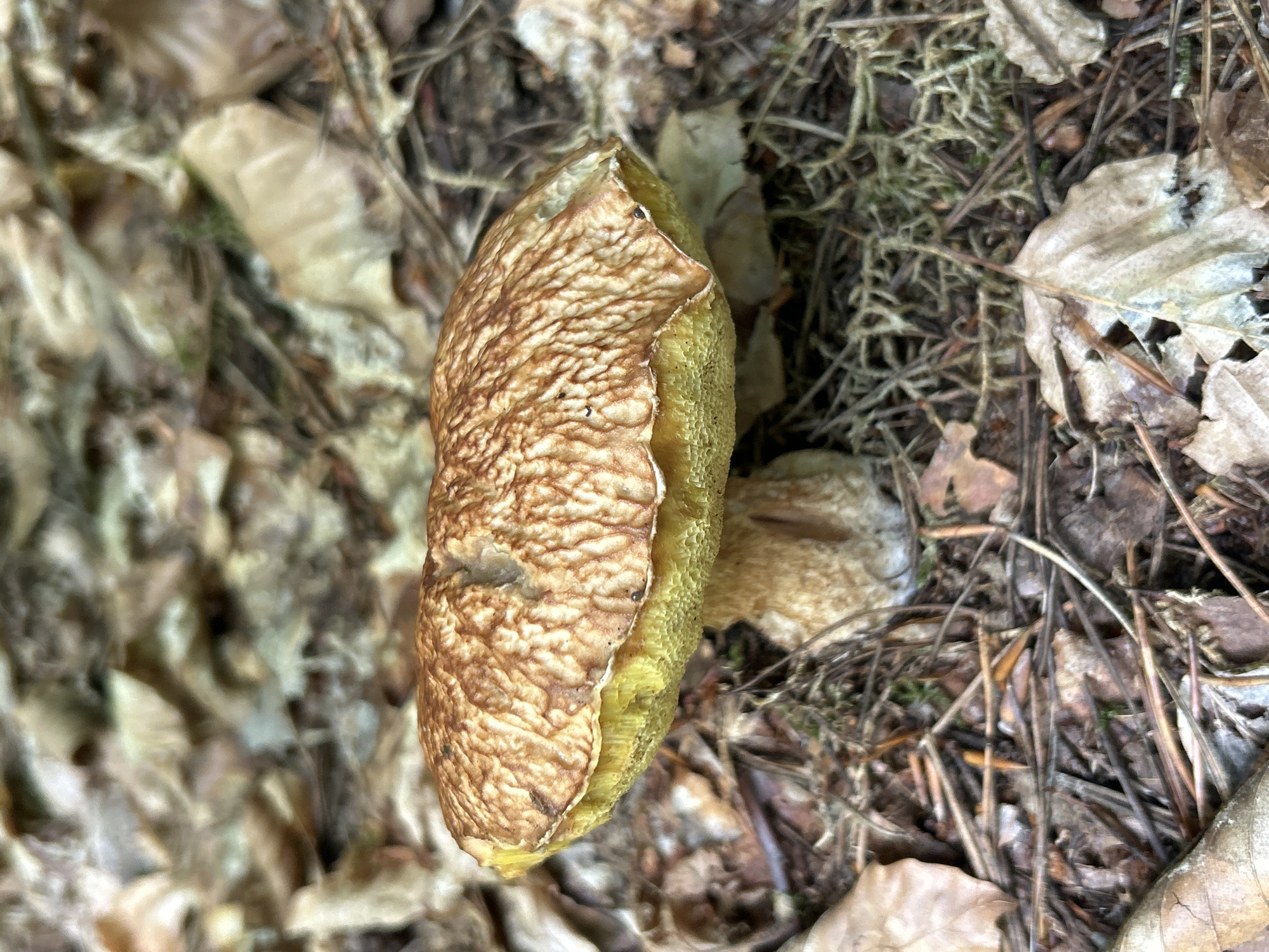 A close-up, eye-level shot captures a single mushroom growing on a forest floor littered with fallen leaves and pine needles. The mushroom has a broad, textured cap that is primarily brown with lighter, intricate markings, and a bright yellow underside. Its stout, light-brown stem is partially visible. The background is a blurred mix of brown and tan leaves, suggesting a woodland environment. The image was taken in Piwnice, Poland.