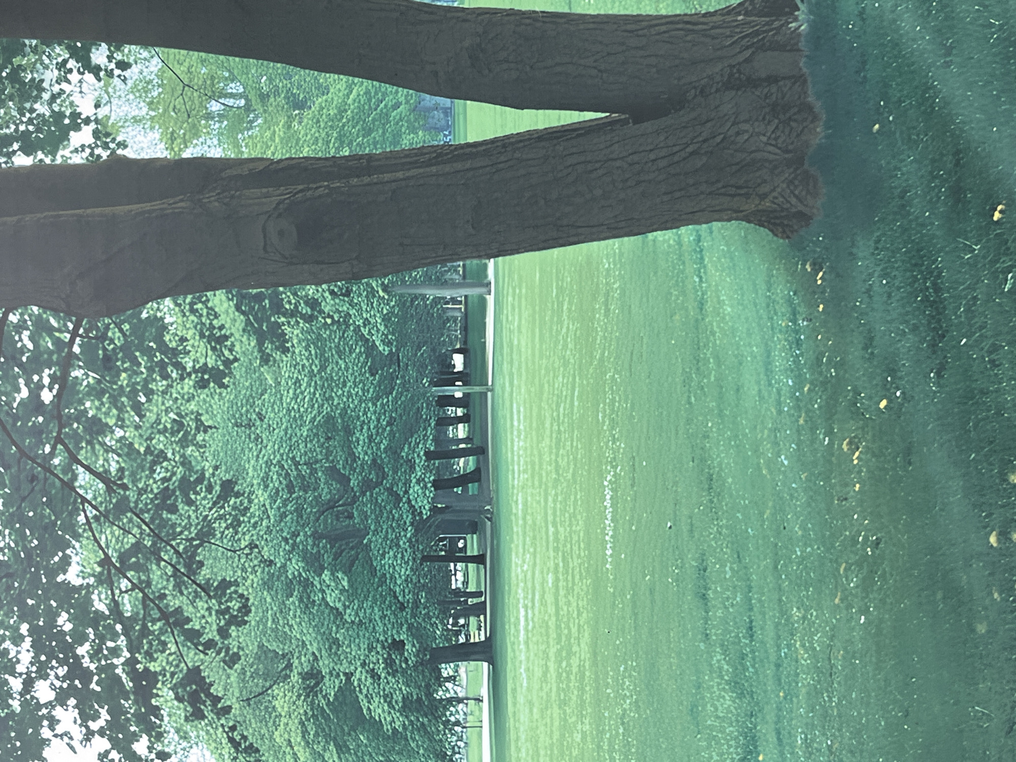 The image depicts a park scene with lush green grass and numerous trees. In the foreground, a large tree trunk with a split trunk is prominently featured. The background shows a line of trees and a light-colored structure, possibly a building or a fence, with a road or pathway visible in between. The overall impression is of a serene and verdant natural setting. No specific location in Kharkiv, Ukraine is discernible from the image.