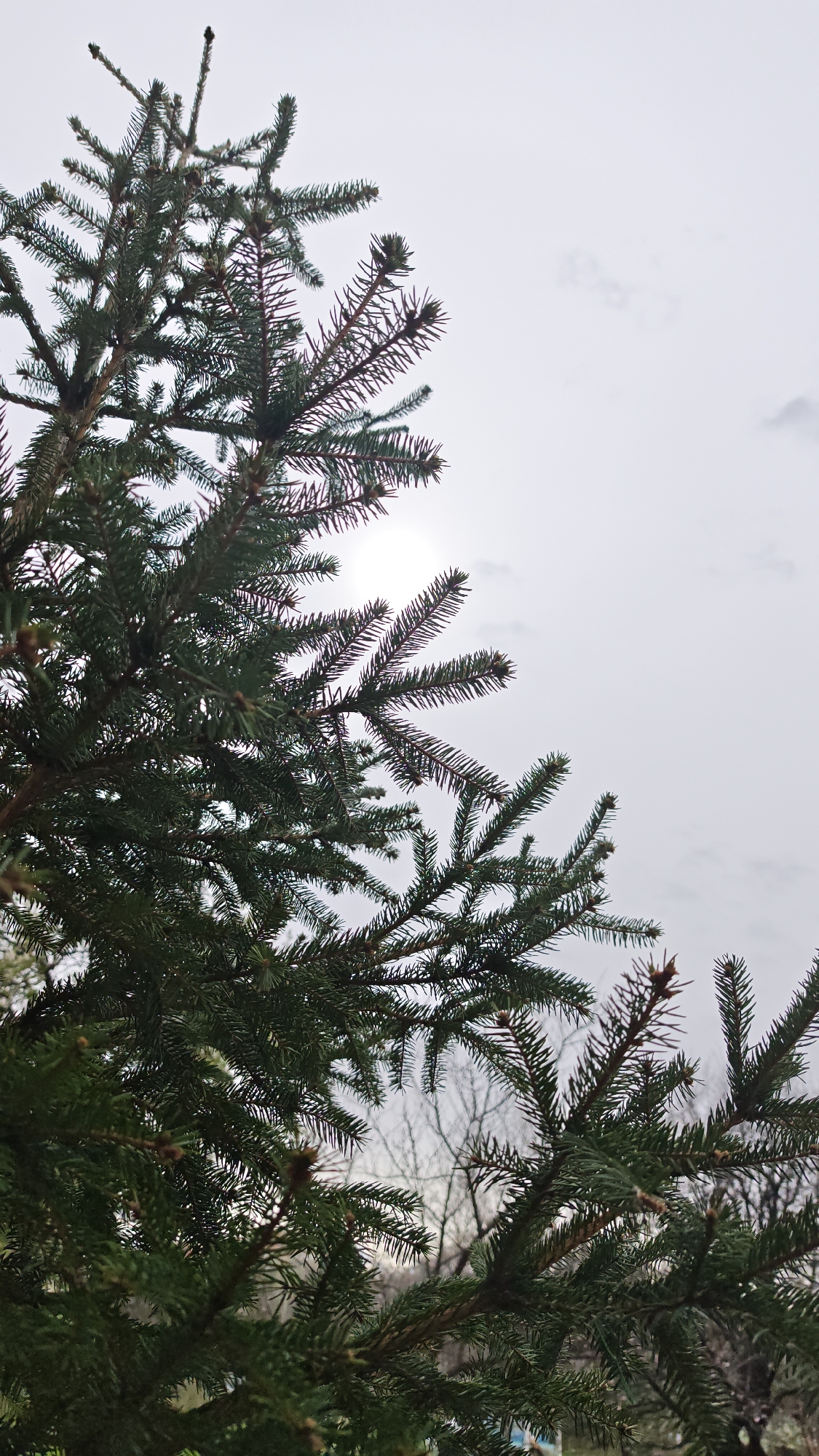 The image depicts a close-up view of an evergreen tree against a cloudy sky. The tree's branches, covered in dense, green needles, fill the left side of the frame. A diffuse light source is visible through a gap in the branches, suggesting the sun is obscured by the overcast conditions. The environment appears to be outdoors. Without any context on the specific location, I cannot confirm it is in Plovdiv, Bulgaria, or describe the surrounding area.