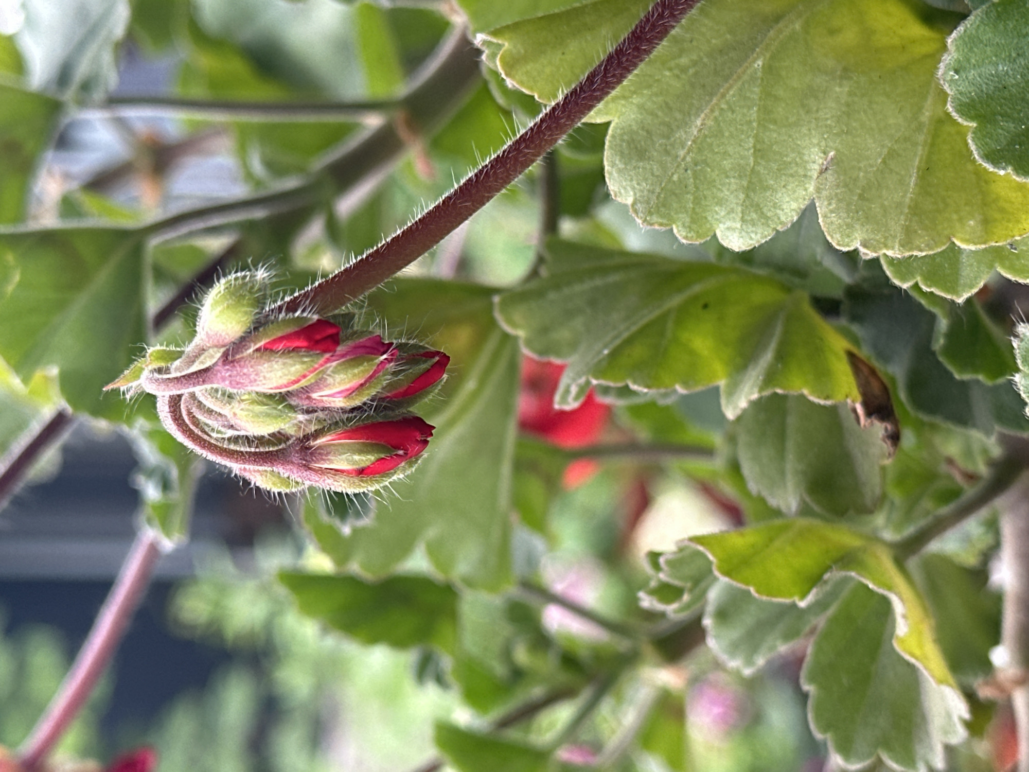 The image is a close-up photograph of several unopened geranium flower buds. The buds are a deep red color, with green sepals, and are covered in fine white hairs. They are clustered together on a reddish, hairy stem. The background is blurred, with green leaves and hints of other flowers. The scene appears to be outdoors, likely in a garden. The photographer is positioned below and to the side of the flower buds, looking upwards at them. The image is sharp and well-lit, with the focus on the flower buds. There is no information available about this specific image being taken in Yessentuki, Russia.