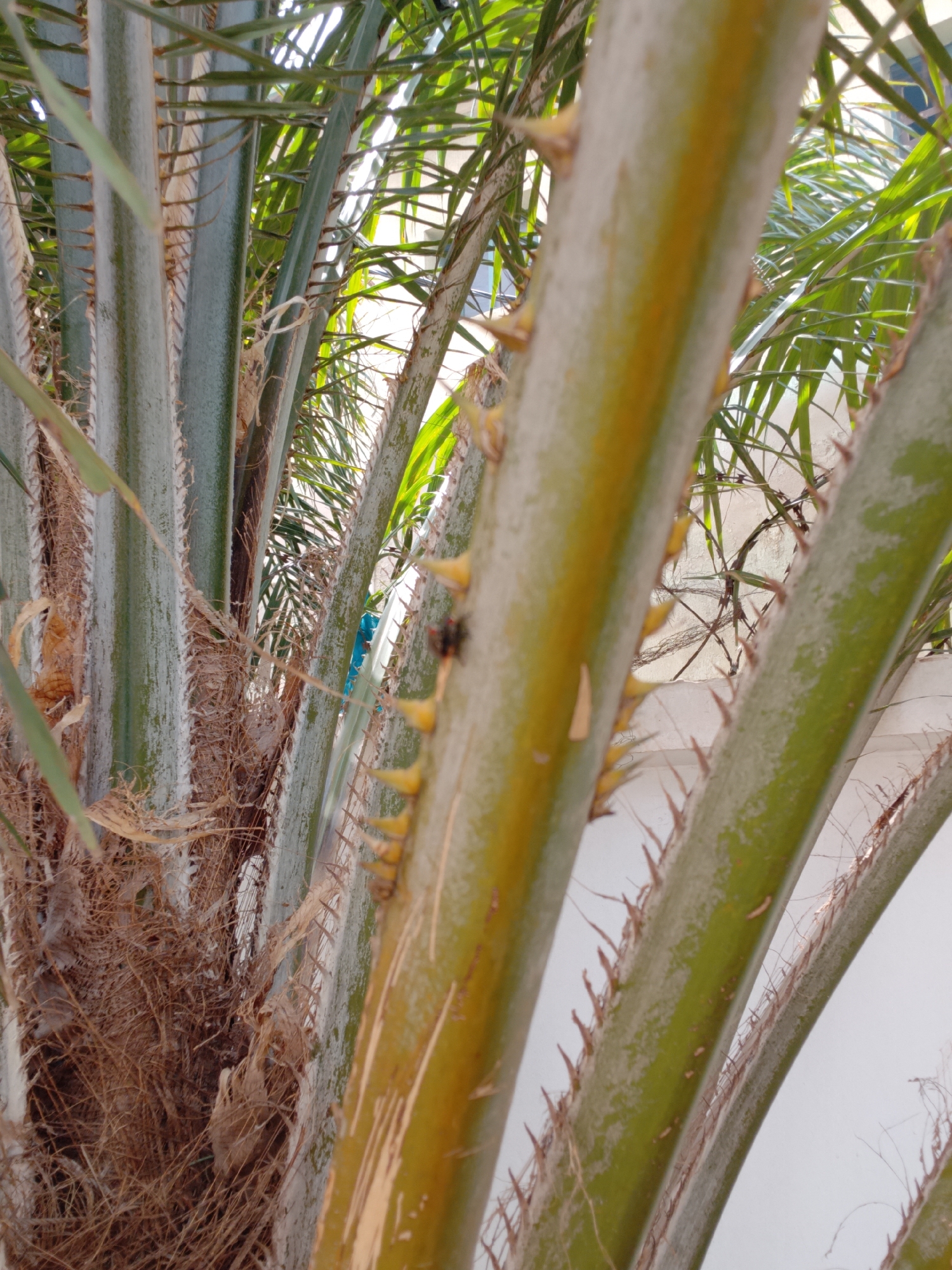 The scene depicts a close-up, upward-angled view of a palm tree located in Sabon Tasha, Nigeria. Multiple thick, elongated petioles, ranging in color from greenish-grey to yellowish-green, dominate the foreground and midground. These petioles exhibit sharp, conical spines or thorns arranged along their edges. Some petioles are partially covered with a light, fibrous, or dried material. At the base and between the petioles on the left, a dense cluster of dry, brown, fibrous plant material is visible. In the upper-mid right section of the central yellowish-green petiole, a dark-bodied insect, possibly a fly, is present. A thin, light blue, plastic-like strip or cord is entangled among the fronds in the upper-mid section. Behind the fronds, vibrant green palm leaves are visible, illuminated by bright sunlight. A solid, light-colored (likely white or off-white) wall or structure is visible in the background, partially obscured by the foliage. No human subjects are present.