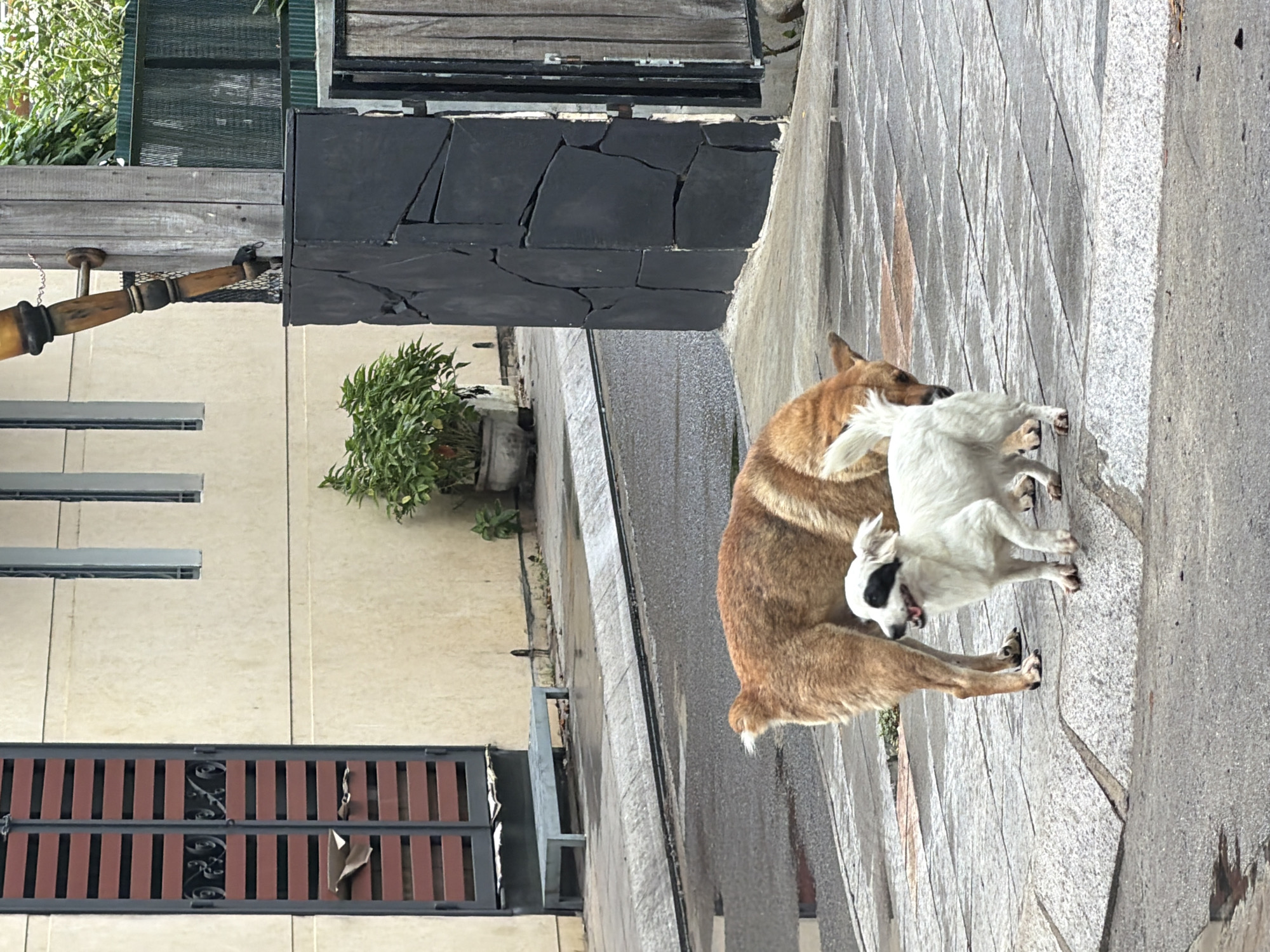 Two dogs are standing on a wet paved sidewalk in front of a cream-colored building with a dark metal door on the left. A larger, tan-colored dog is partially obscured, bending down towards a smaller, white dog with black markings around its eyes. The smaller dog is facing right, with its mouth open and tongue visible, appearing to be looking at the larger dog. The sidewalk is made of grey rectangular pavers, and there are puddles on the adjacent asphalt road. Behind the dogs, a dark grey, textured stone pillar stands to the right of a wooden fence. In the background, a green plant in a pot is visible next to the building. The scene suggests an outdoor urban environment in Nha Trang, Vietnam, possibly after rainfall.