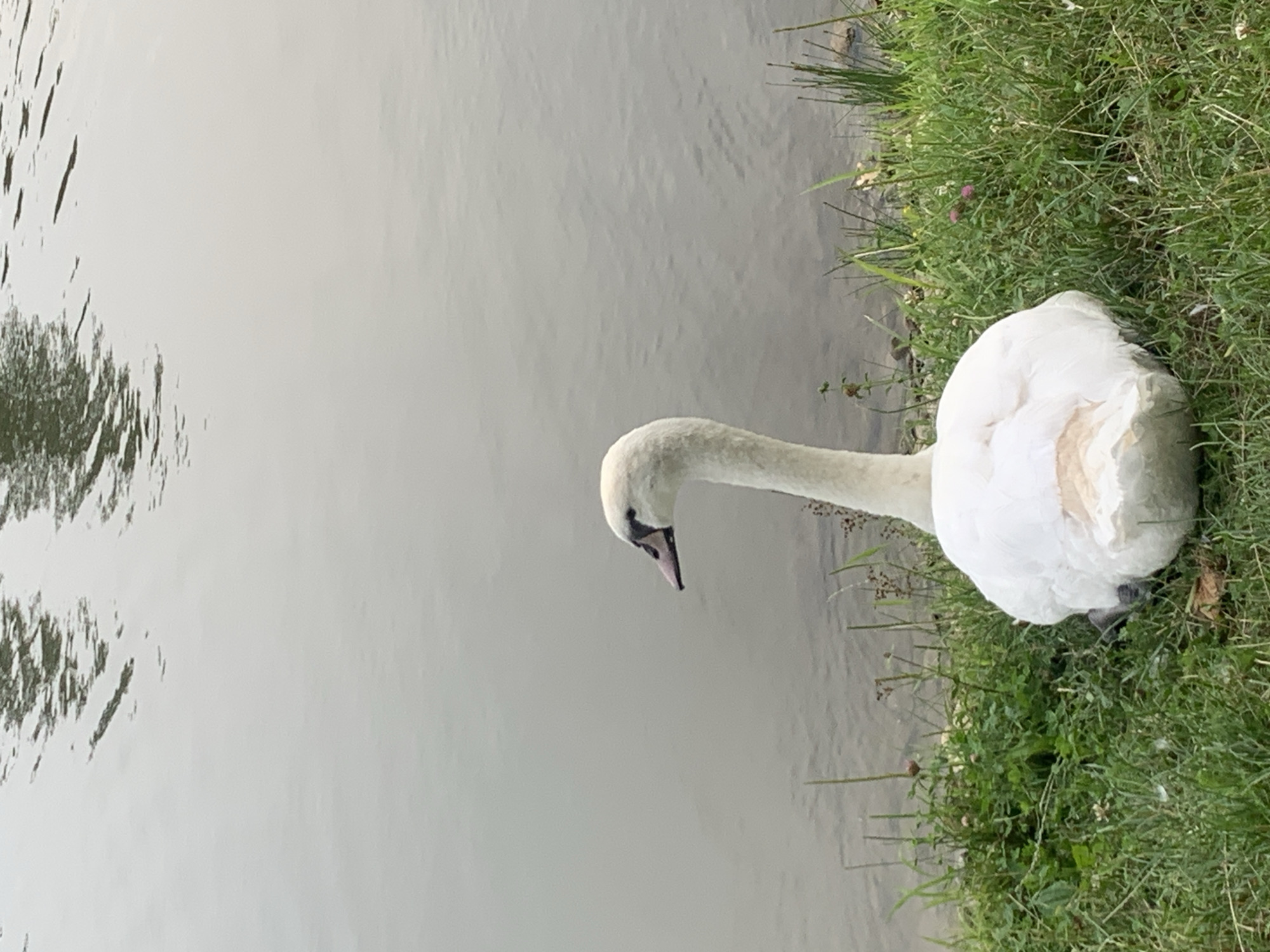 A swan is resting on the grassy bank of a body of water, likely a pond or river, in Kolomyia, Ukraine. The swan is white with a black beak and its body is facing away from the camera, while its long neck is curved and its head is turned to the left, looking towards the water. The water's surface is calm with reflections of trees or foliage from the opposite bank. The foreground consists of lush green grass dotted with small wildflowers. The scene appears peaceful and natural.