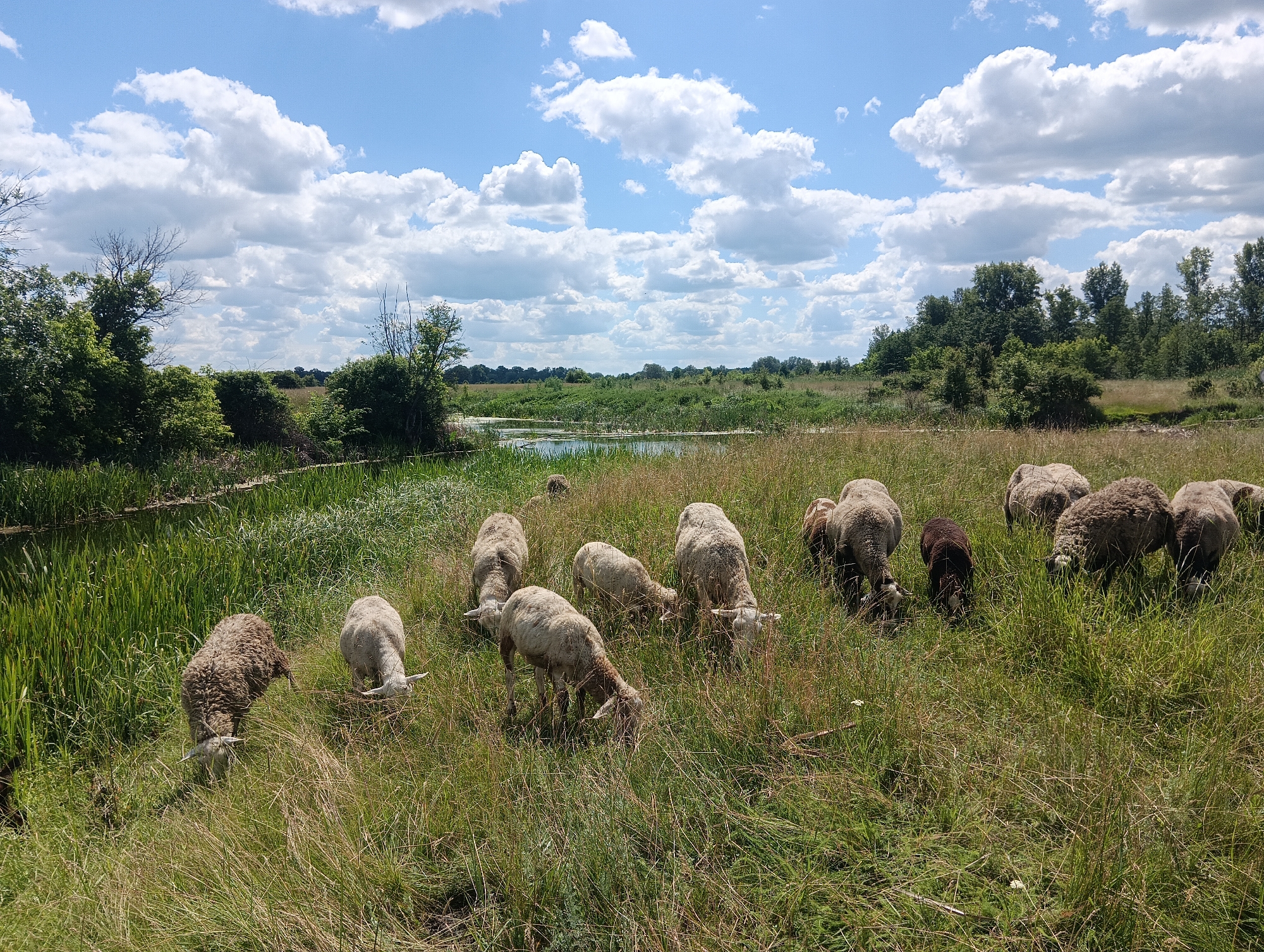 A flock of sheep grazes in a grassy field under a partly cloudy blue sky. The sheep are a mix of white and brown, with some of the white sheep showing signs of dirt. They are spread out across the field, some grazing close to a body of water that appears to be a pond or slow-moving stream, while others are further back in the taller grass. The environment is lush and green, with trees and bushes forming a natural border around the field and water. The scene appears to be in a rural or natural setting, likely in the countryside.