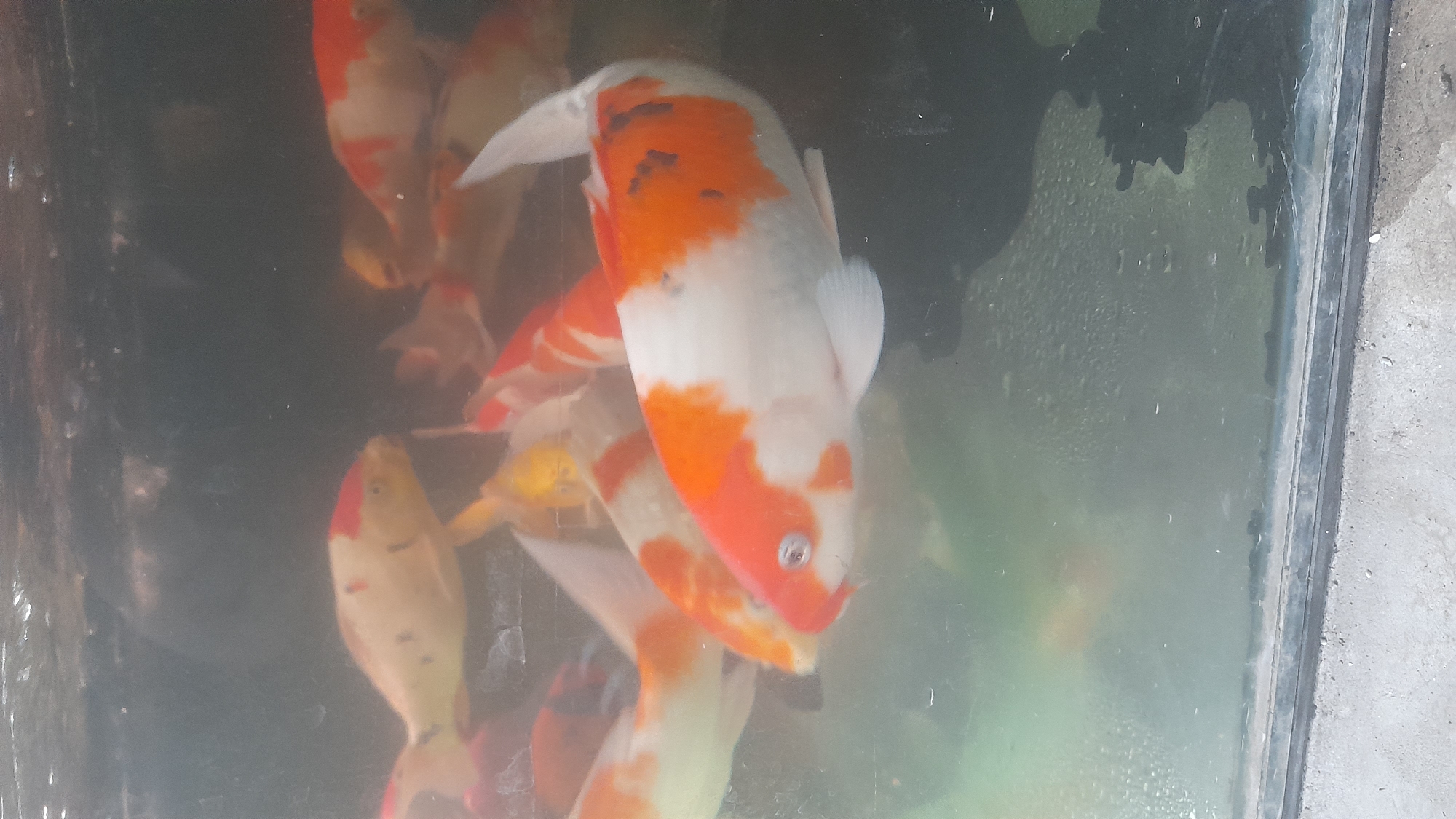 A group of koi fish are swimming in a pond. The fish are of various colors, including white, orange, and black. Some of the fish have red markings on their heads. The pond appears to be located in a city, as there is a concrete wall visible in the foreground. It is difficult to determine the exact location within Pekalongan, Indonesia, but the presence of koi fish suggests a possibility of a Japanese-style garden or a wealthy individual's residence.