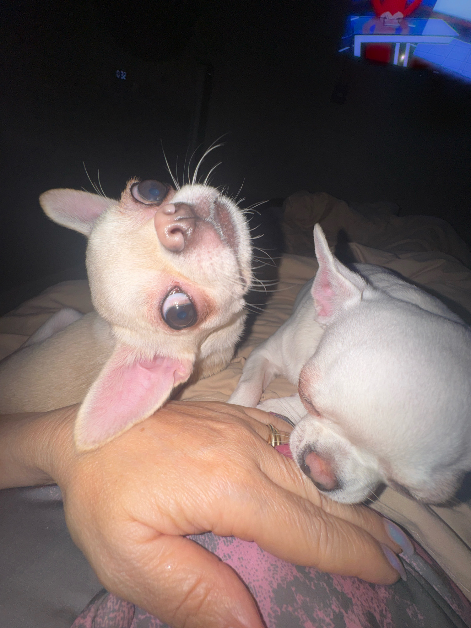 Two small white dogs, possibly Chihuahuas, are on a bed with a human hand. The dog in the foreground is light tan and white, with large eyes looking upwards. Its head is tilted, and one ear is visible. The second dog, entirely white, is to the right and slightly behind the first, with its head down, near the hand. The human hand, with a ring on one finger and painted fingernails, is gently holding or resting beneath the dogs. The environment appears to be a dimly lit bedroom, with a blurred image of a television screen in the upper right corner showing a cartoon. A digital clock displaying "032" is visible in the upper left corner against a dark background. The bedding is a muted tan color. There is no indication of the location being Novosibirsk, Russia.