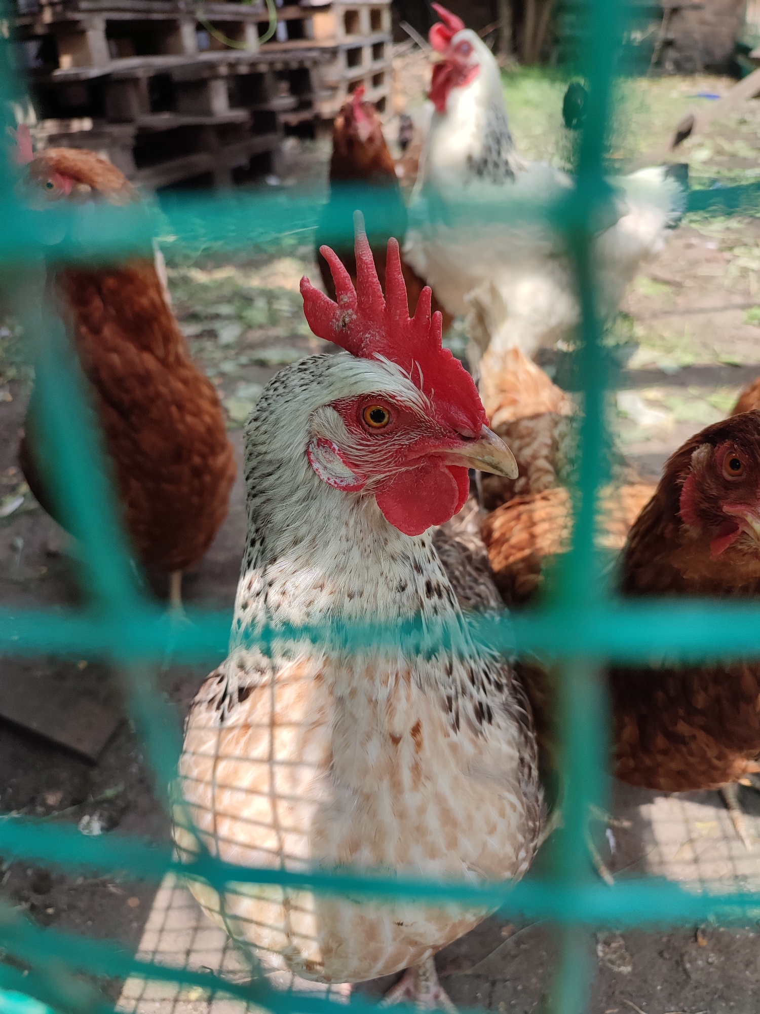 In Shyshaky, Ukraine, a close-up, eye-level shot shows a flock of chickens behind a turquoise mesh fence. The primary subject is a speckled hen in the foreground, facing right, with its head slightly turned towards the camera. Its comb is bright red, and its eye is a distinct orange with a dark pupil. Behind it, other chickens are visible: a brown hen to the left, a white hen with black markings further back and to the right, and another brown hen to the far right. In the background, several wooden pallets are stacked, and the ground is a mix of dirt and grass. The lighting suggests a bright, sunny day.