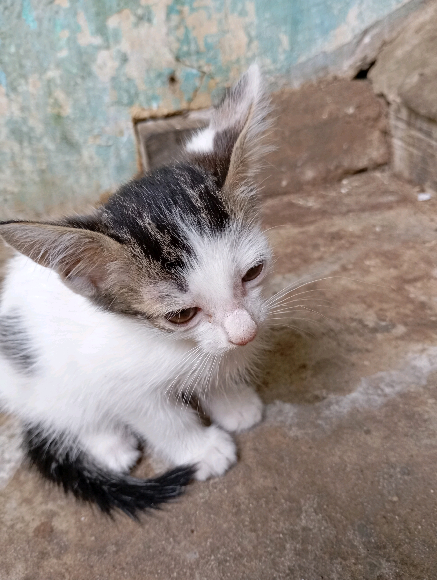 A young kitten with white and grey tabby markings sits on a concrete surface. The kitten's fur is fluffy, and it has large, pointed ears and amber eyes. Its tail is curled around its body and is black with grey stripes. The background shows a rough, textured wall with peeling paint in shades of blue and green. The ground is a textured, light brown concrete. The scene appears to be outdoors, likely in a backyard or alleyway. Based on the visual cues, this image could be from Balikpapan, Indonesia.