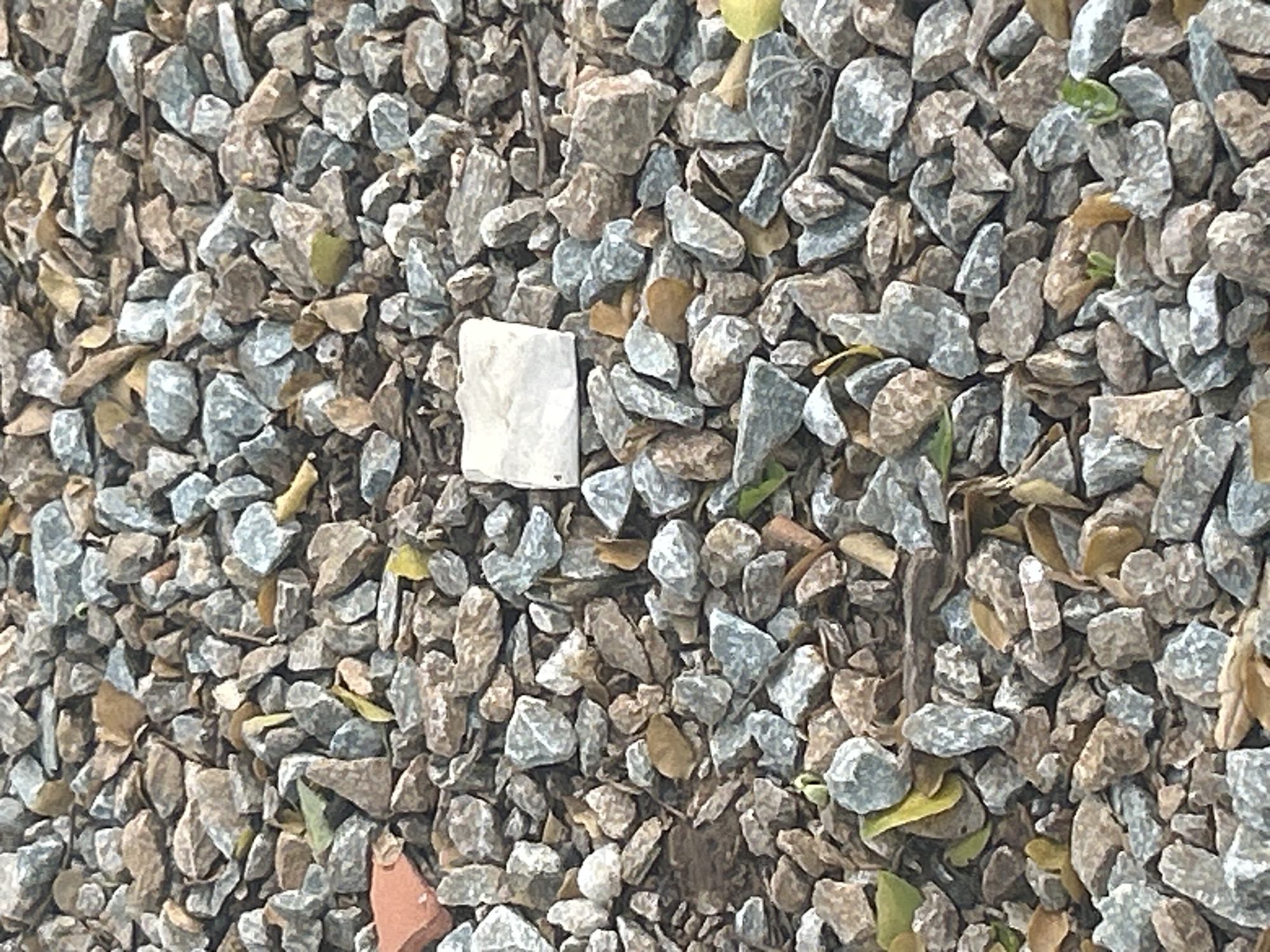 The image depicts a close-up view of a gravel surface composed of small, irregularly shaped stones in shades of gray, brown, and a few with bluish tones. Interspersed among the gravel are fallen dry leaves, predominantly in yellow and brown hues. A small, rectangular, white object, possibly a piece of paper or a small stone, is centrally located. The lighting suggests an outdoor environment, possibly a pathway or landscaping in Santa Ana, Venezuela. No people or animals are visible in the frame. The overall scene is static and appears to be a natural or unmaintained outdoor setting.